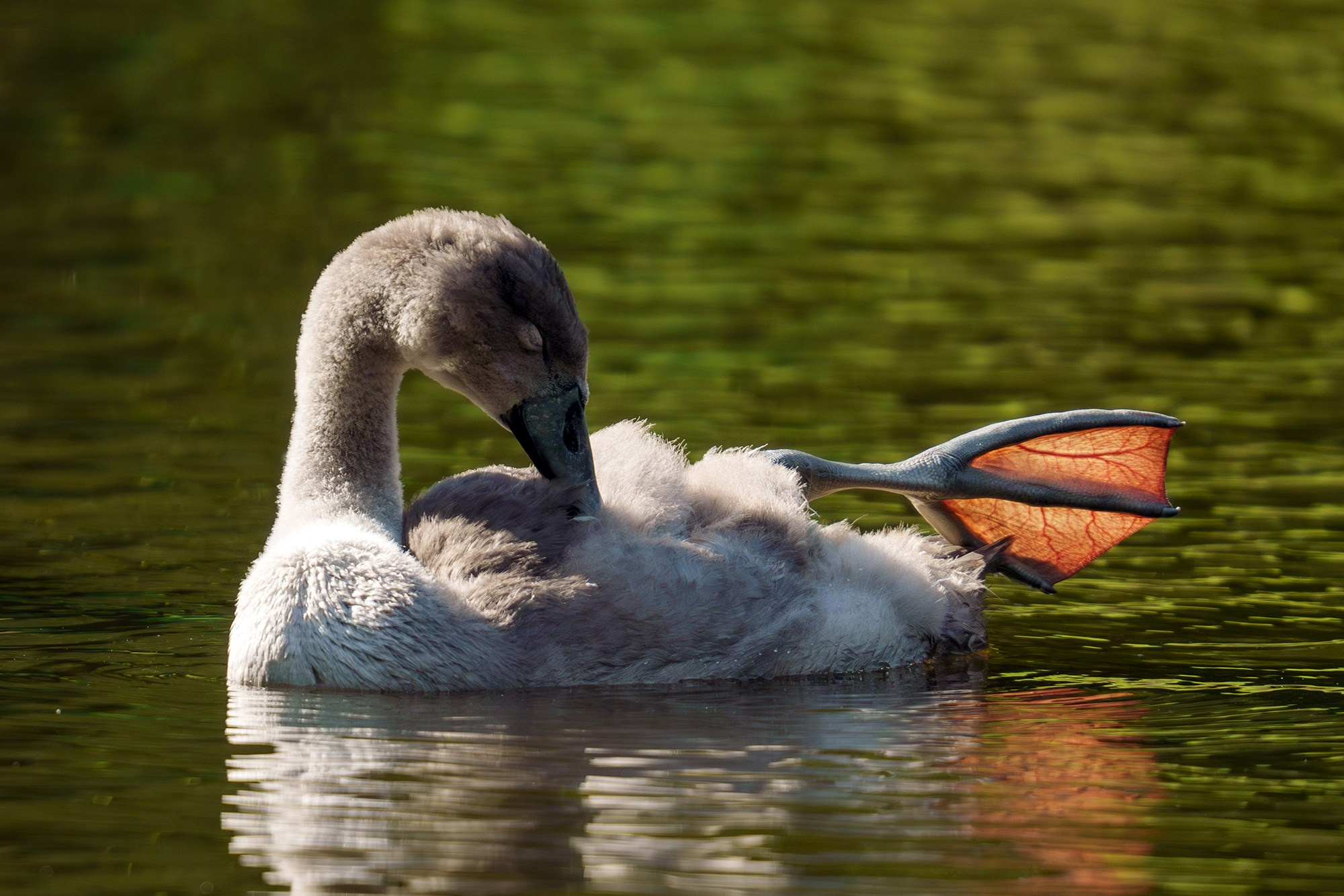 Удивительные мир птиц. Вокруг нас столько прекрасного — присмотритесь!. Ваш личный фотограф Марина Волкова
