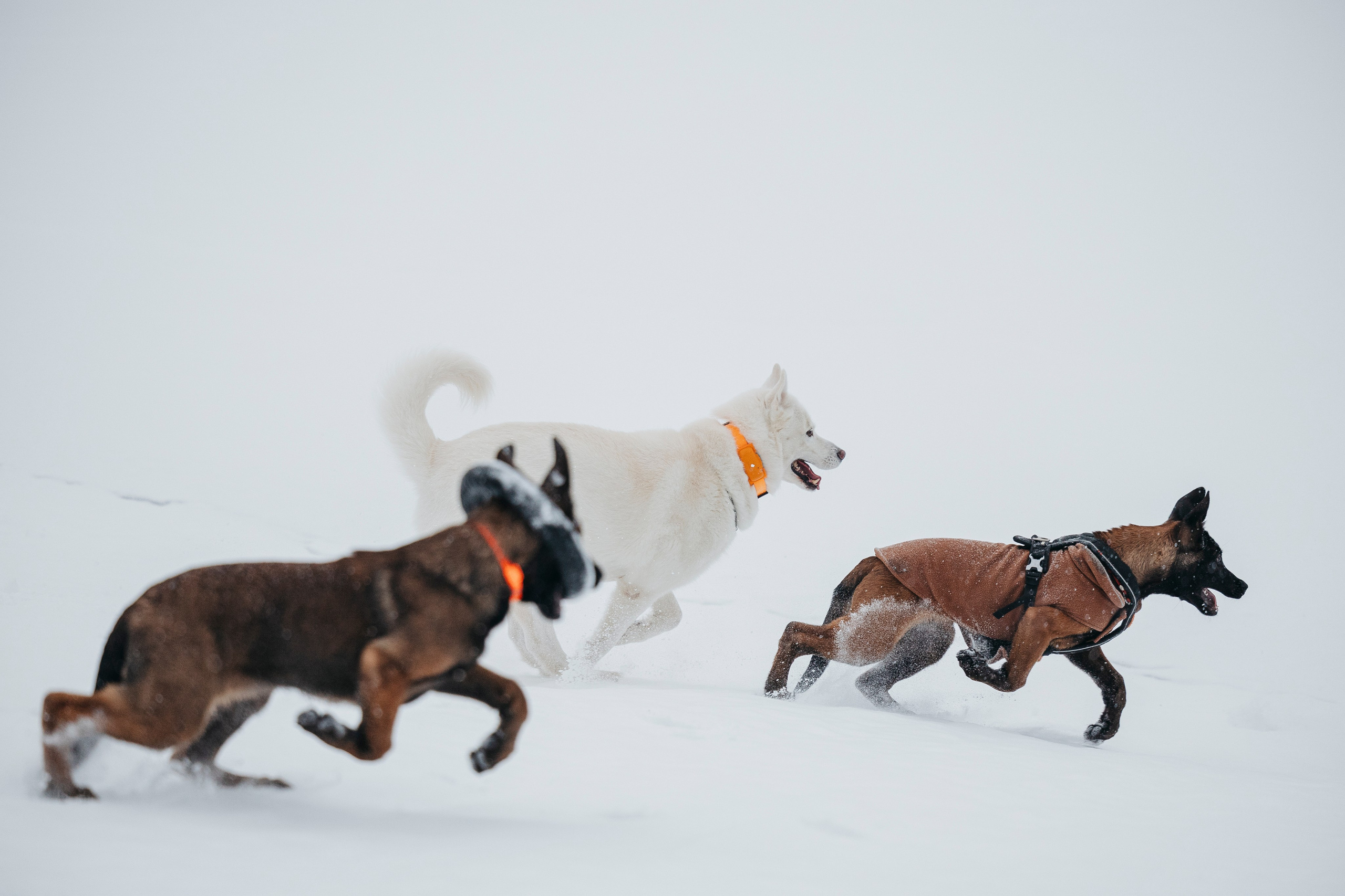 Карьер. Фотограф-анималист Анна Маринич