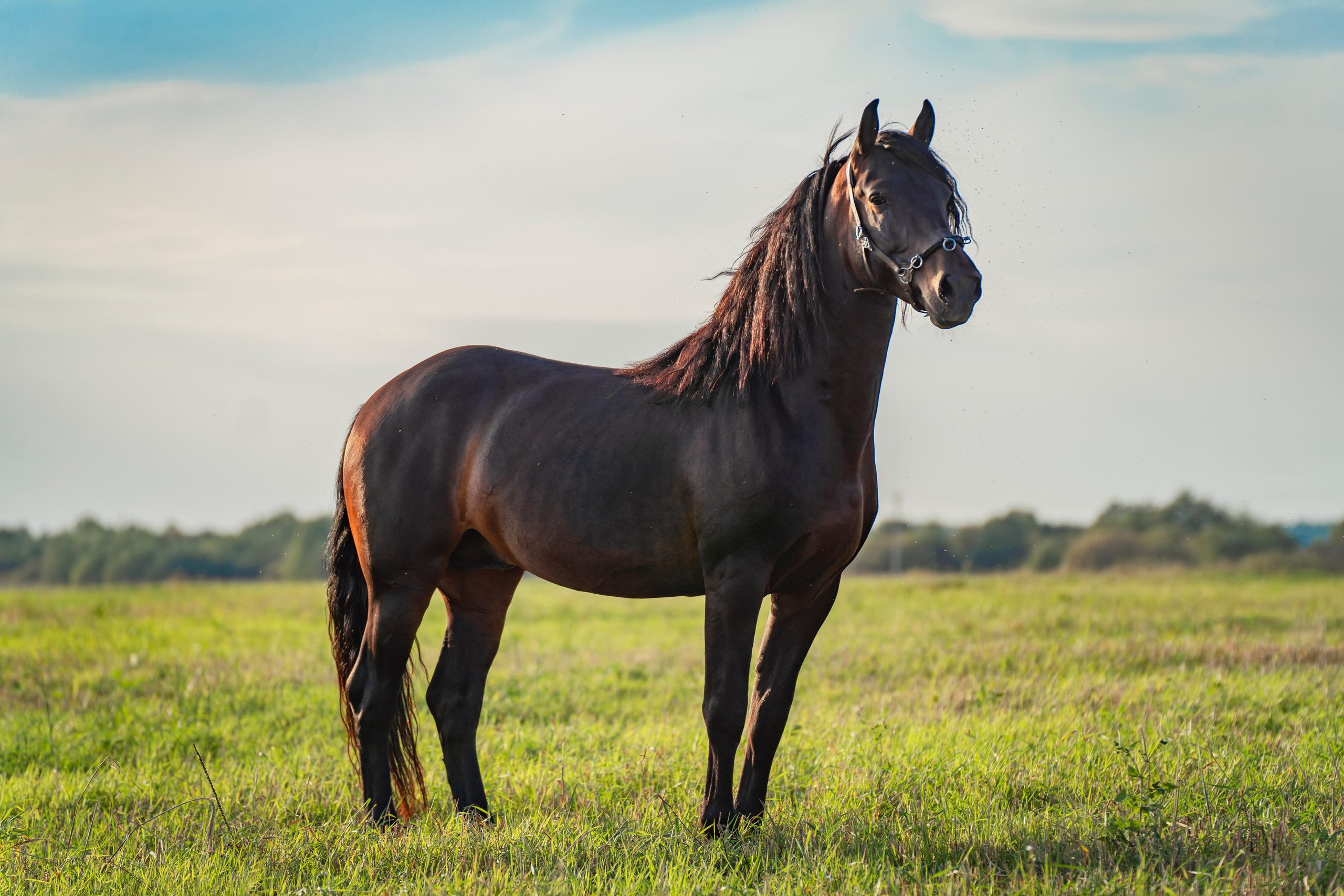 Экстерьер и спорт. Фотограф в Москве Ленарская Дарья