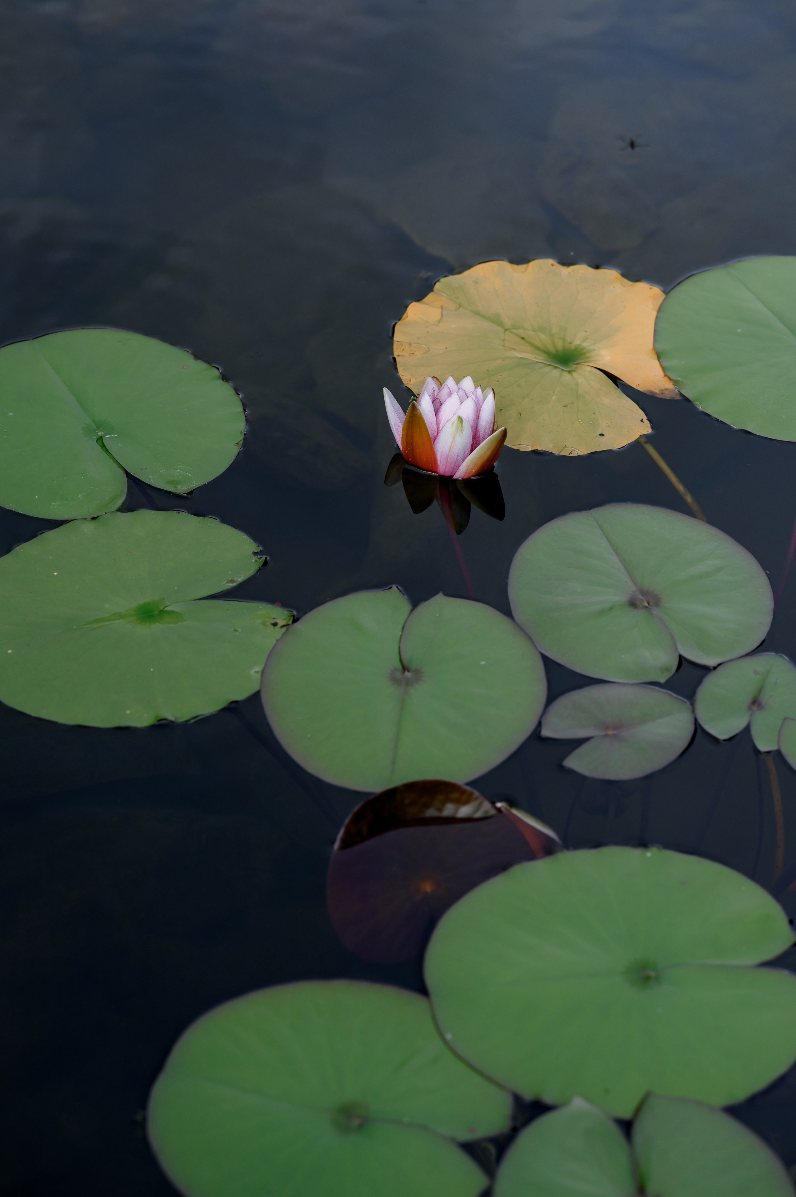 Свадебный фотограф. Свадебный и репортажный фотограф в Сочи и Краснодаре Сергей Грин