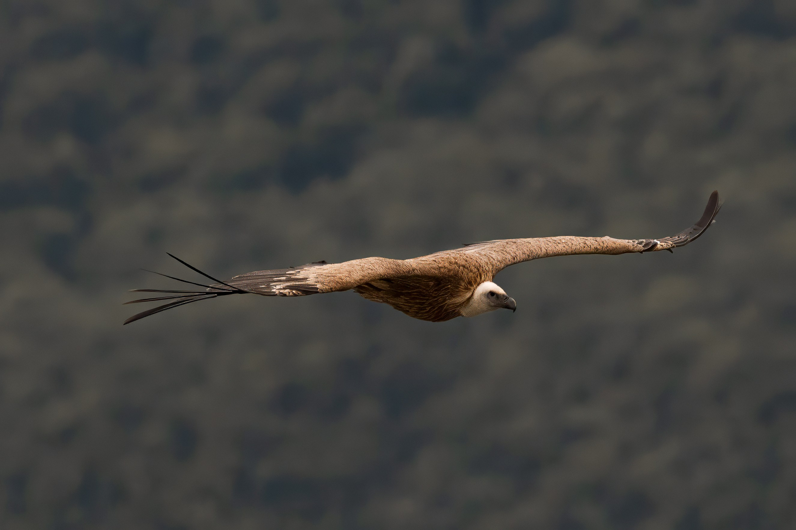 Белоголовый Сип. Красная книга. Photomantis