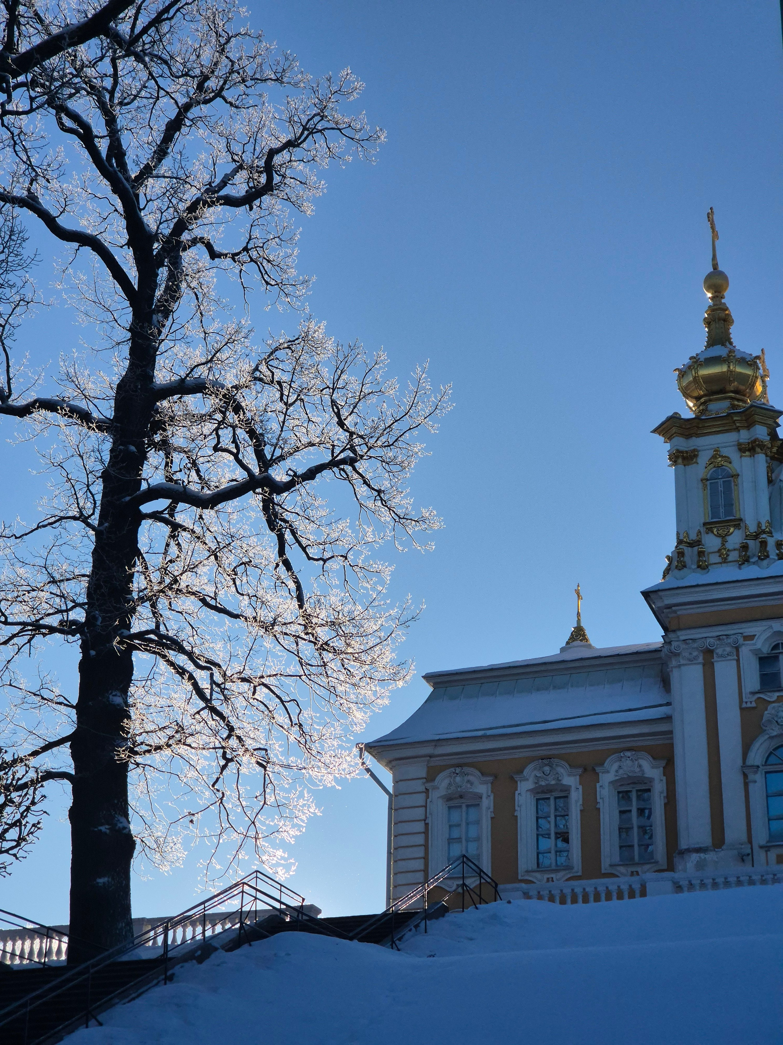 В лучах солнца деревья опушаются инеем и снегом