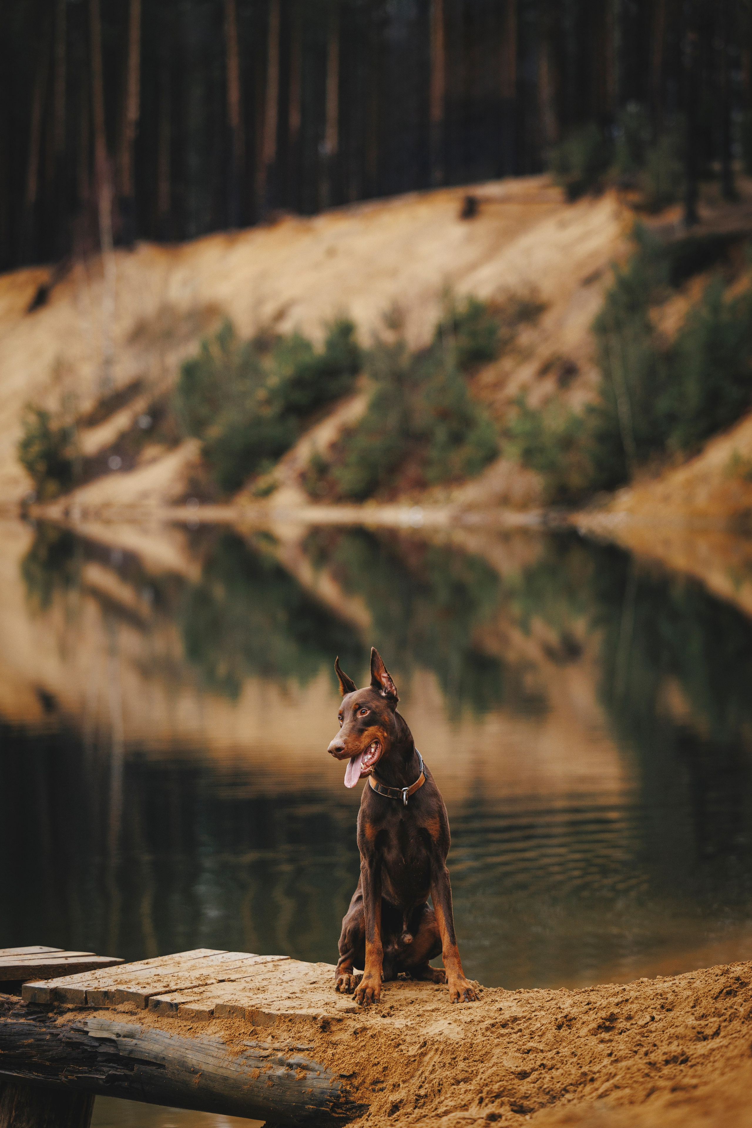 Омен, Айс и Рицу. Фотограф-анималист Анна Маринич