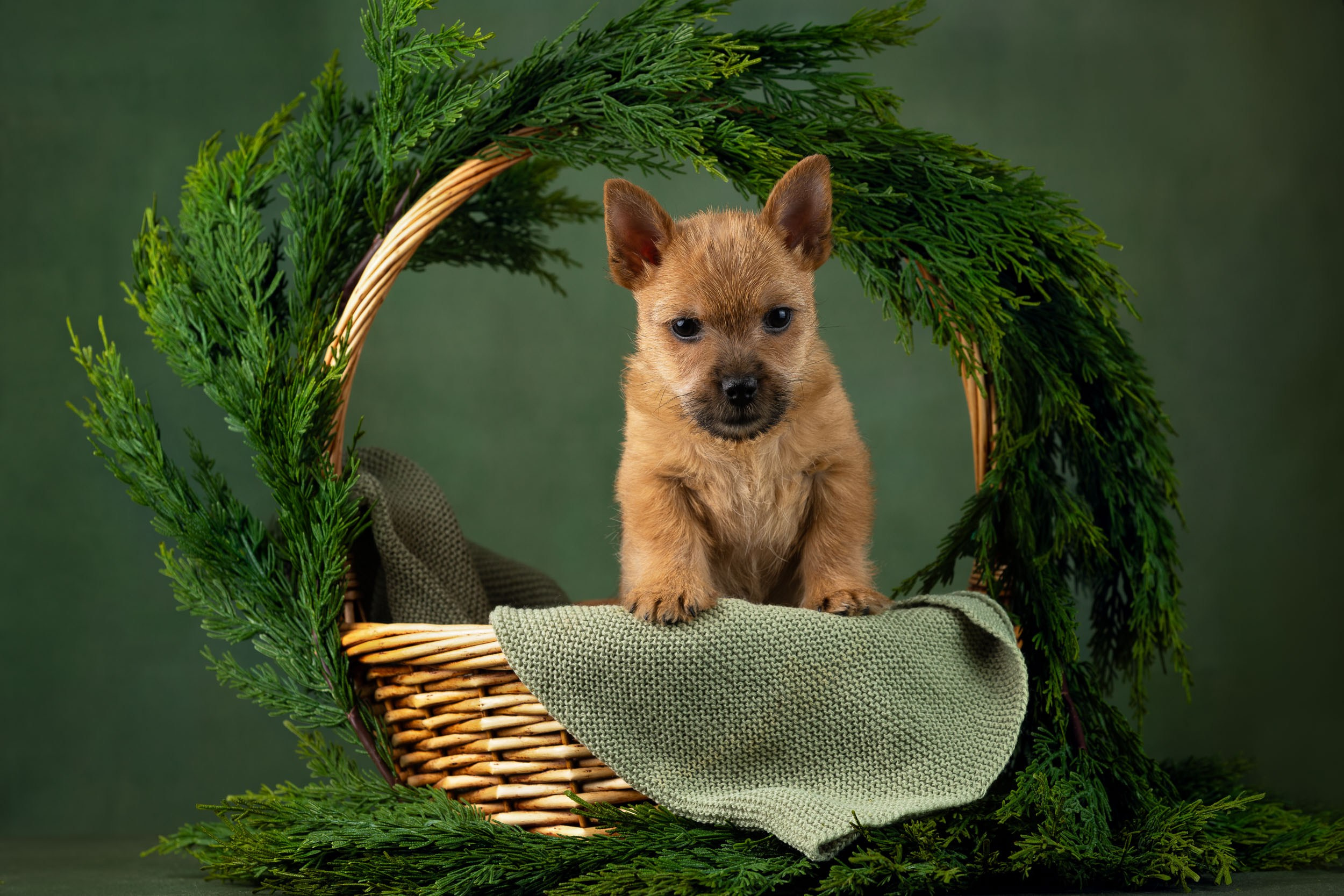 Фотосъемка щенков норвич-терьера в питомнике Москва и область. Фотограф-анималист в Москве и Московской области Татьяна Фролова