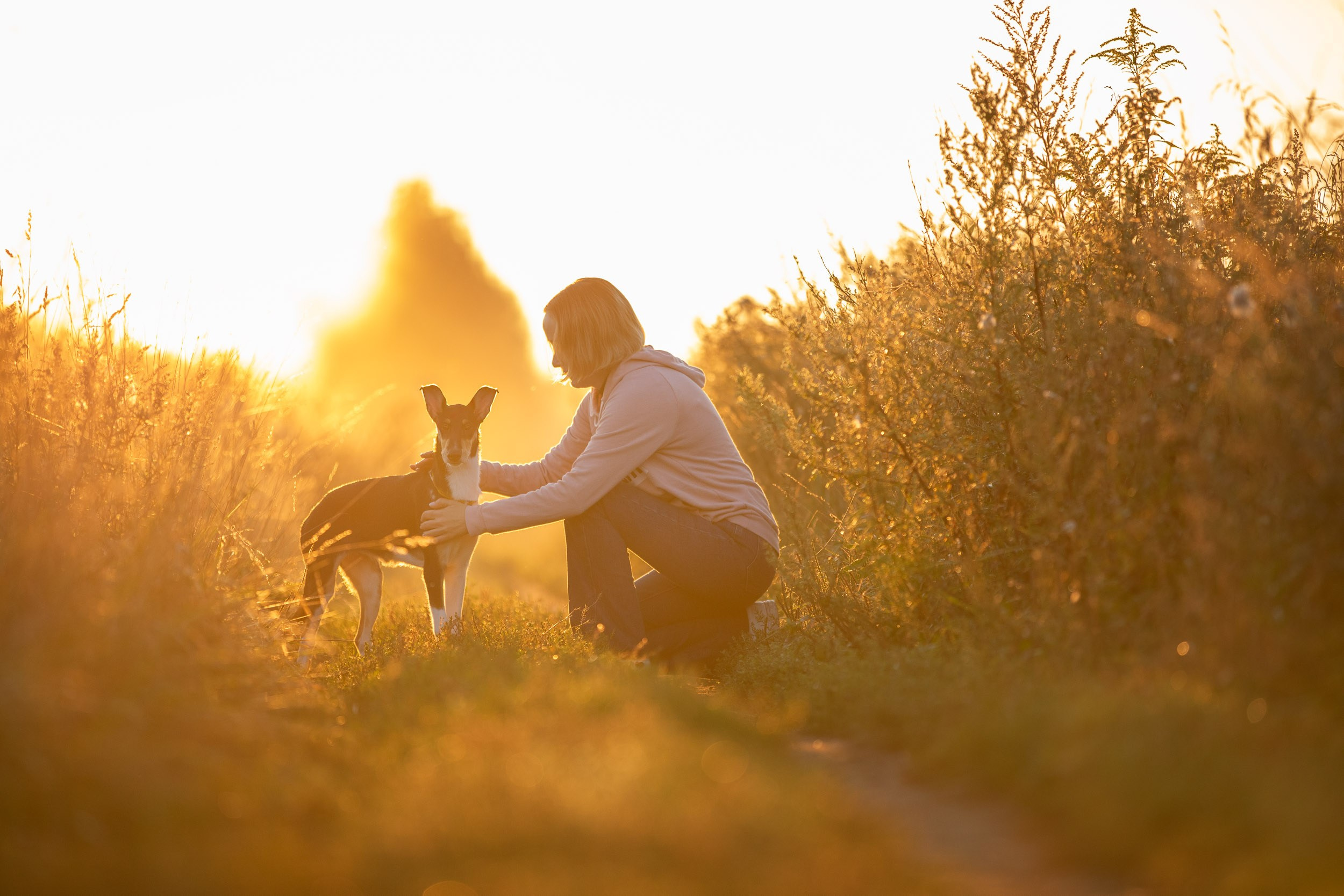Наташа и короткошерстные колли. Фотограф-анималист в Москве и Московской области Татьяна Фролова