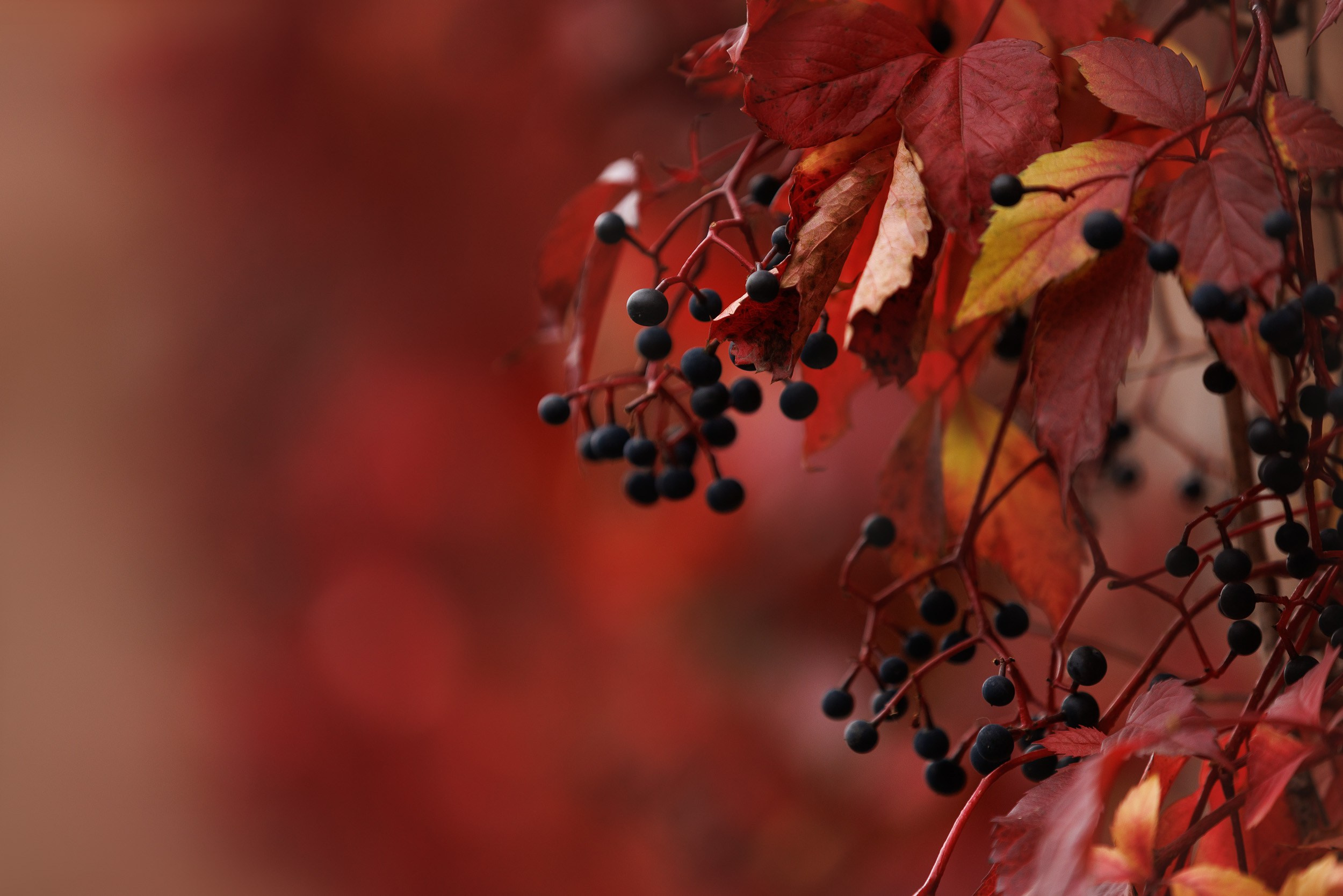 Город Набережных. Фотограф-анималист в Москве и Московской области Татьяна Фролова