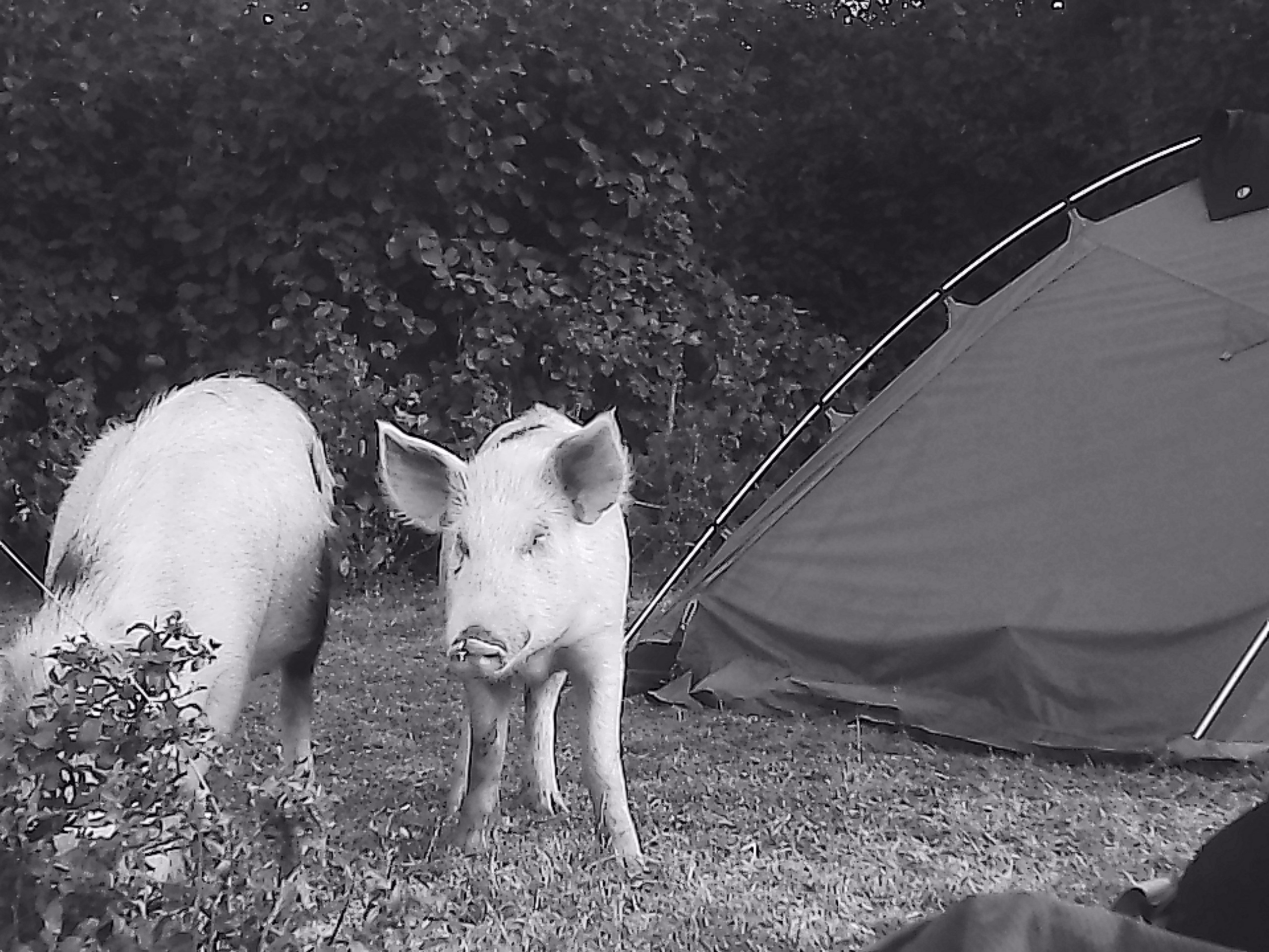 «Крошка 🐣». Anita_photo