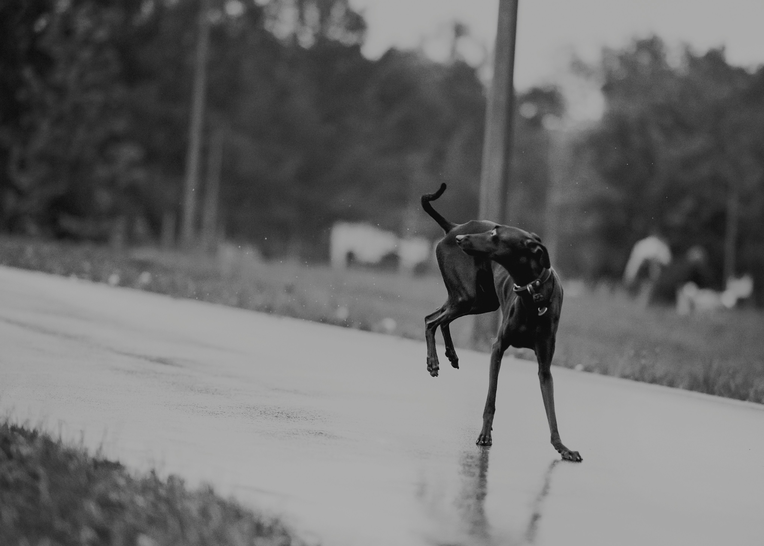 Дофи. Фотограф- анималист Александра Матвеева