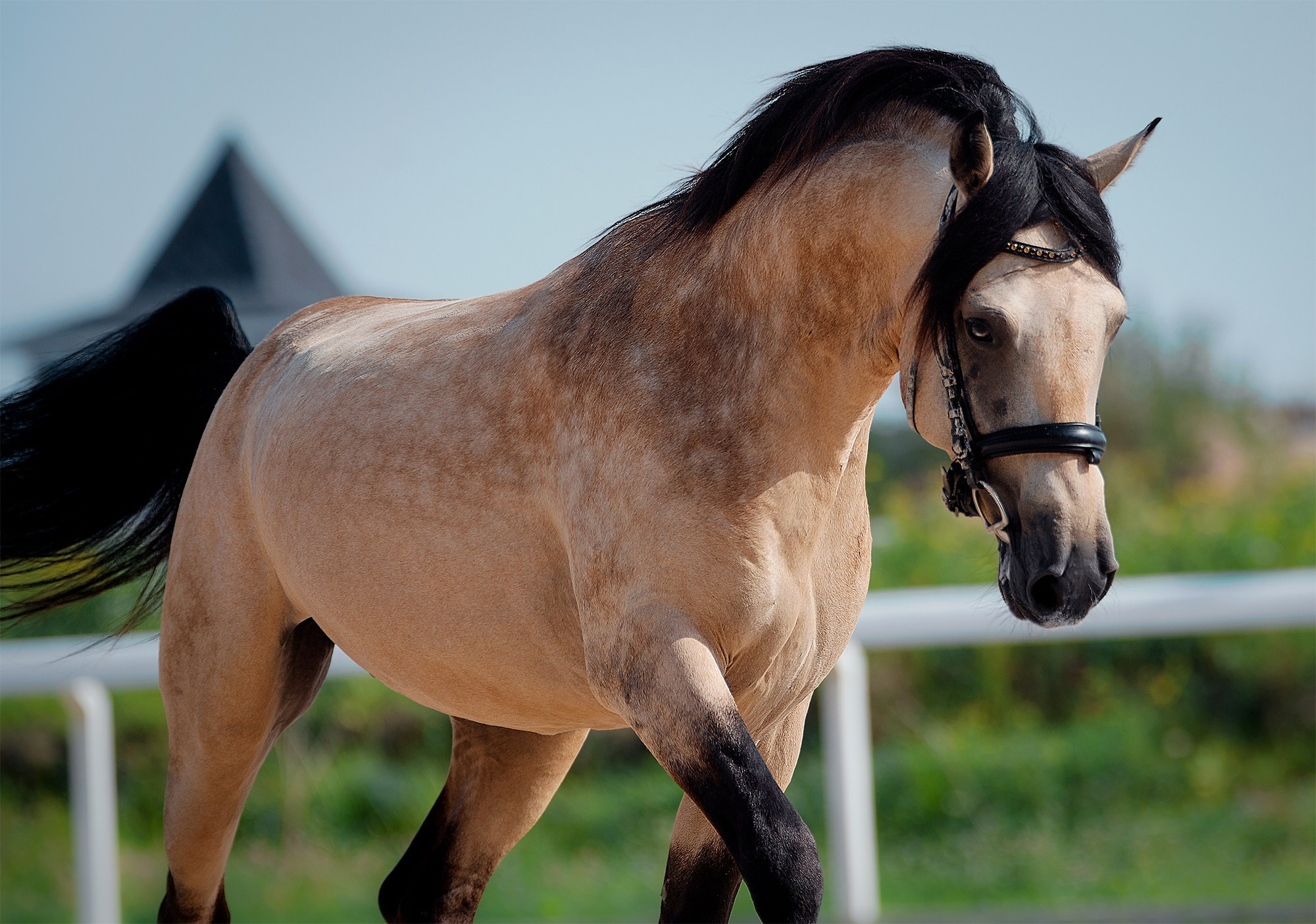 На свободе. Конный фотограф Alesya Safe