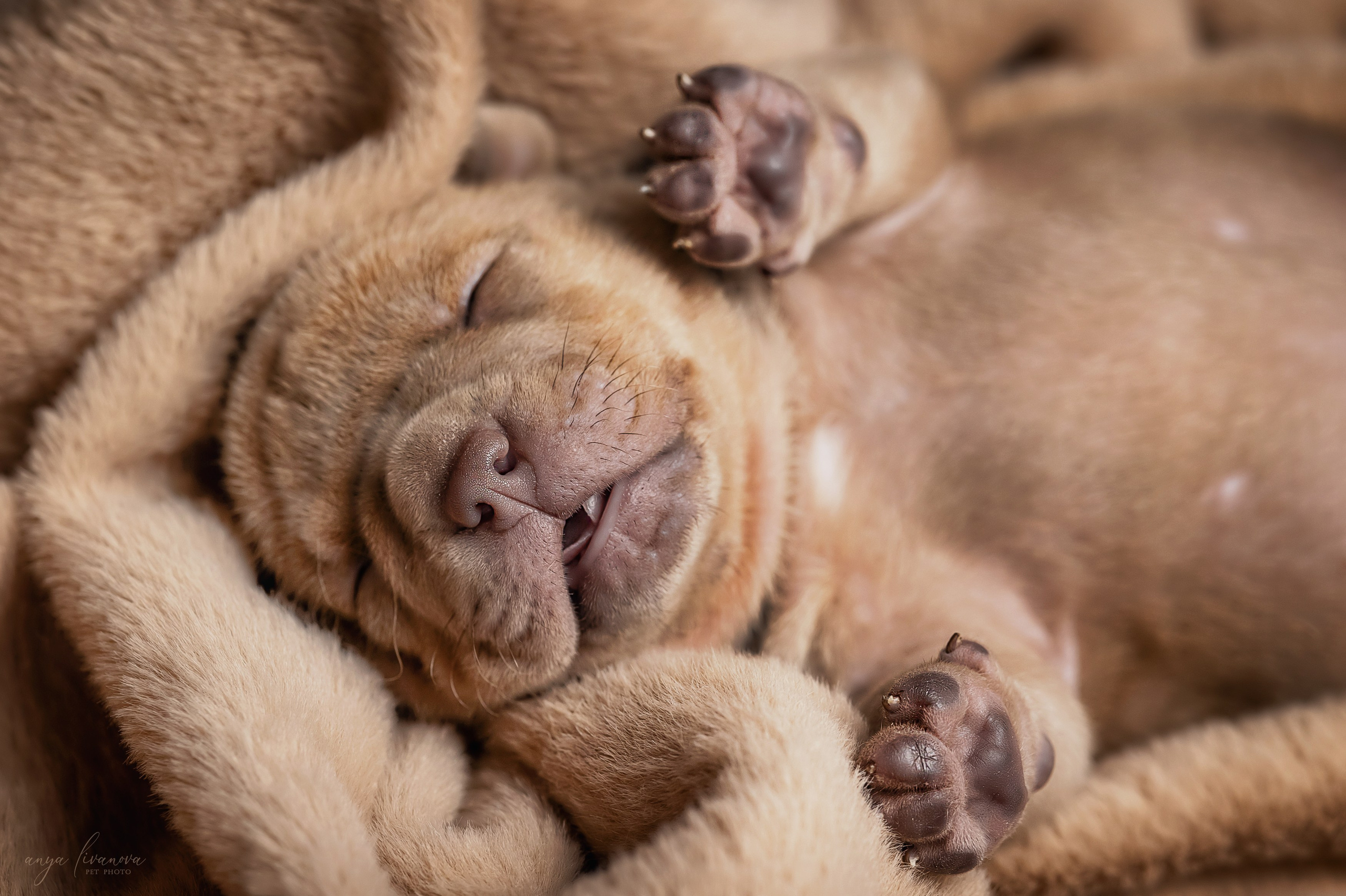 Амбулли. Фотограф анималист Аня Ливанова | Рыбинск