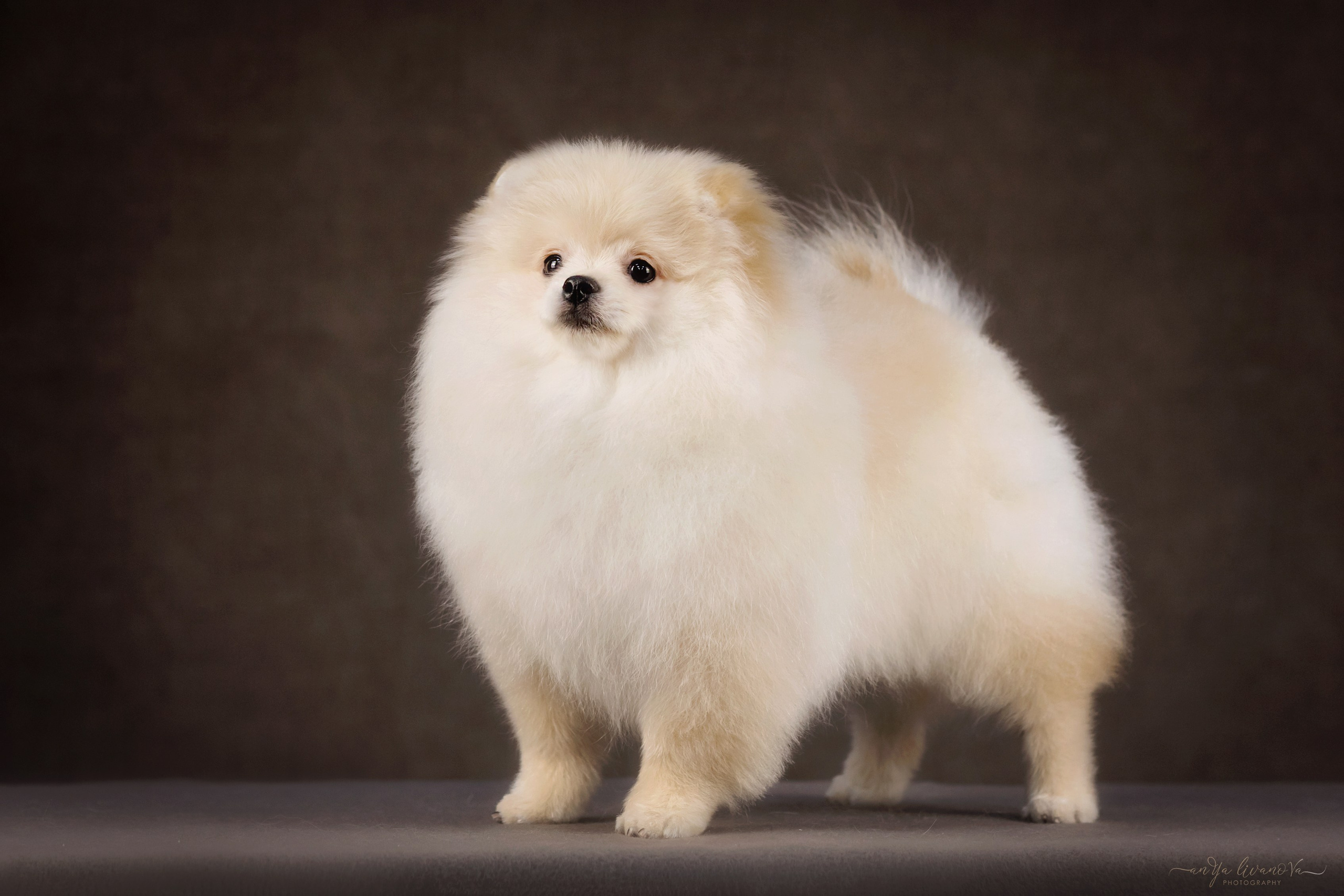 Шпицы. Фотограф анималист Аня Ливанова | Рыбинск