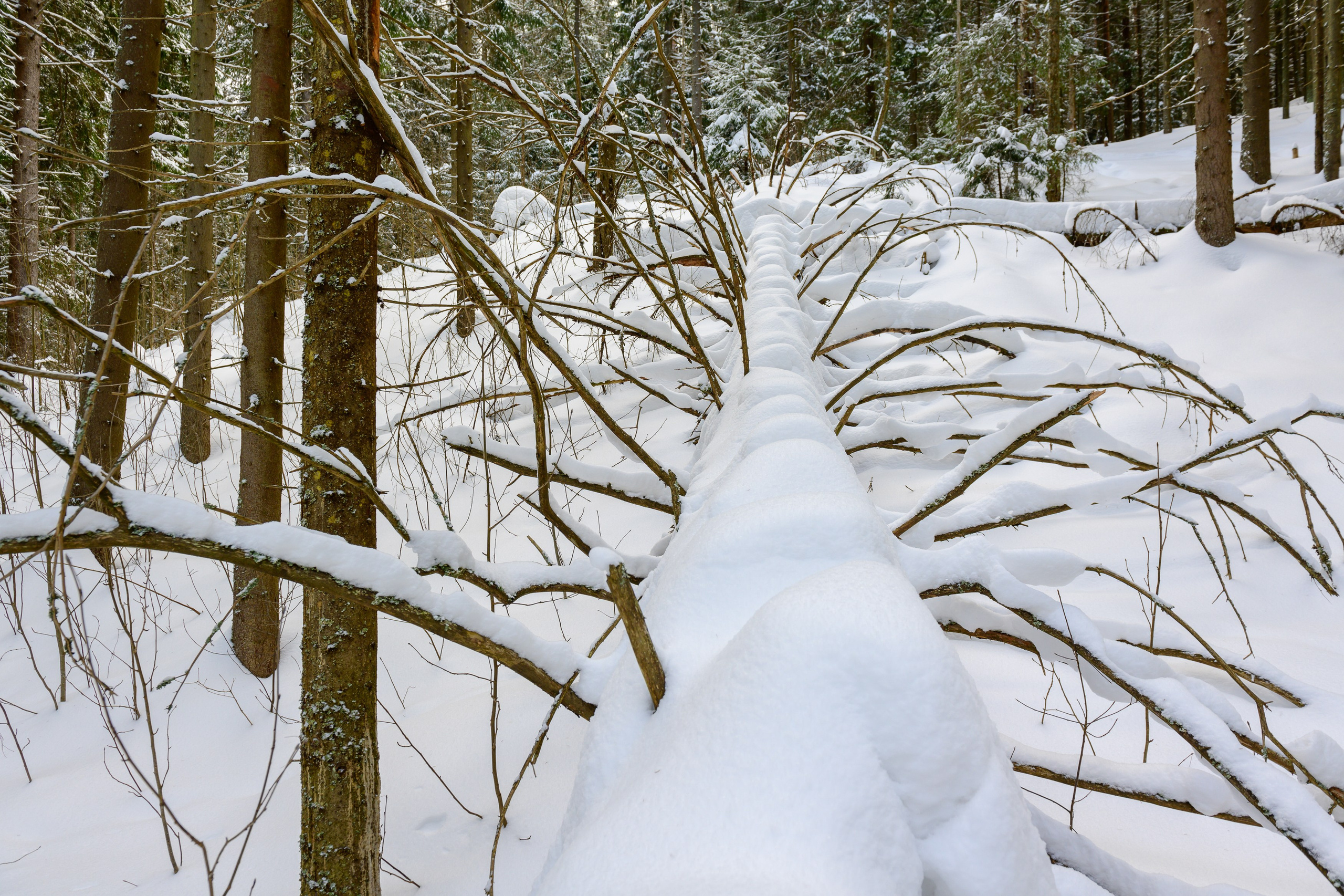 Landscape, nature, plants, details of the world around us. Personal website of photographer Dmitry Raikin