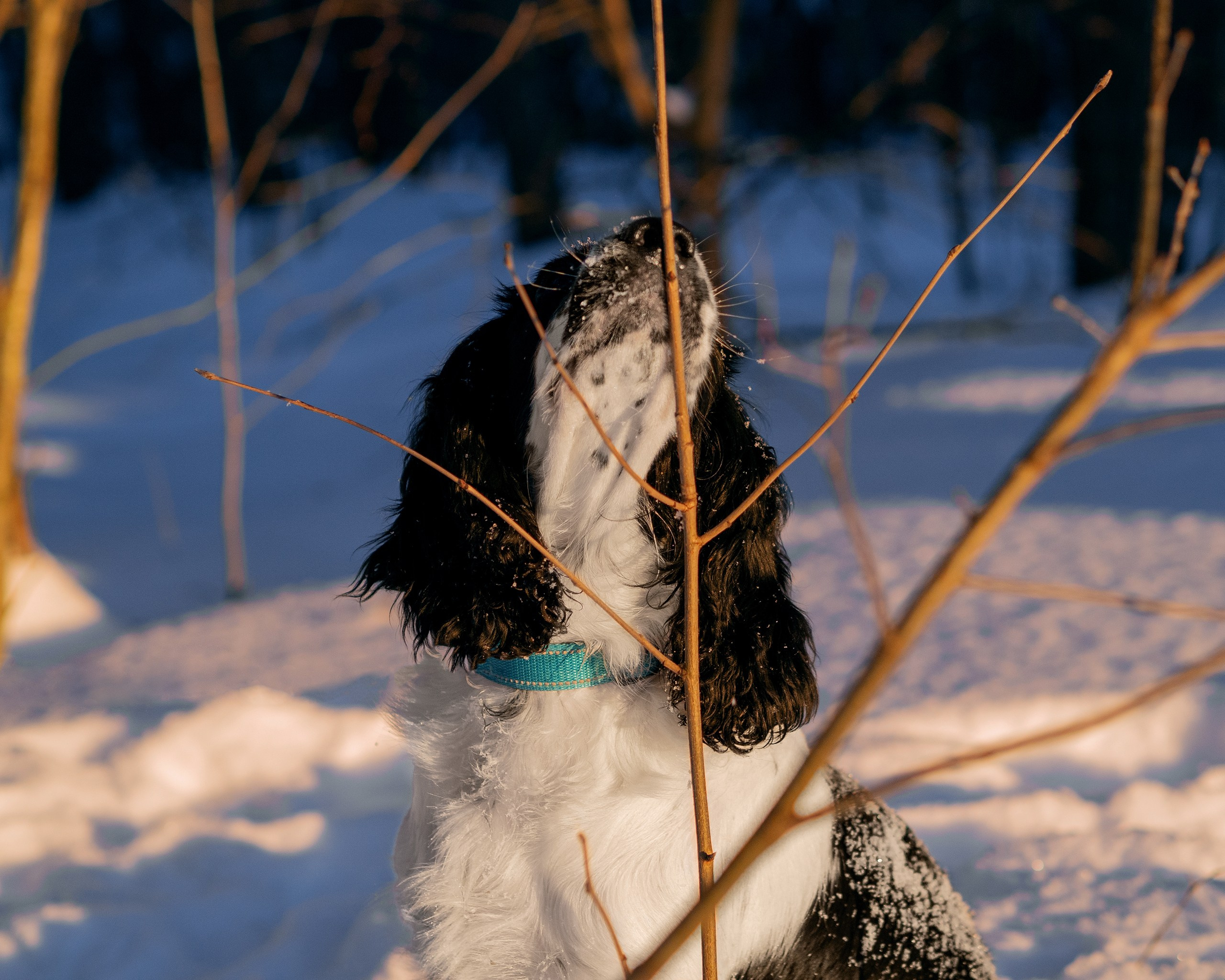 Саша и Стив