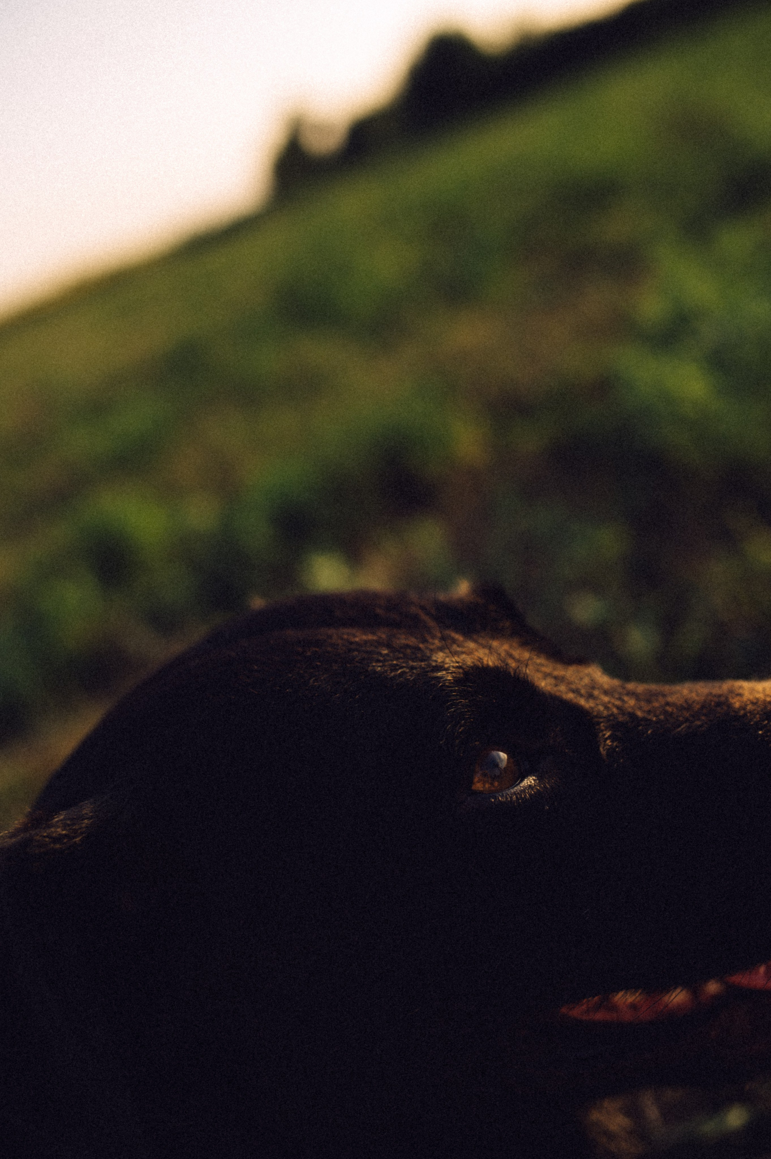 Злата и её верный друг Сэм🐶. Лайфстайл фотограф в Москве Серебрянская Фаина