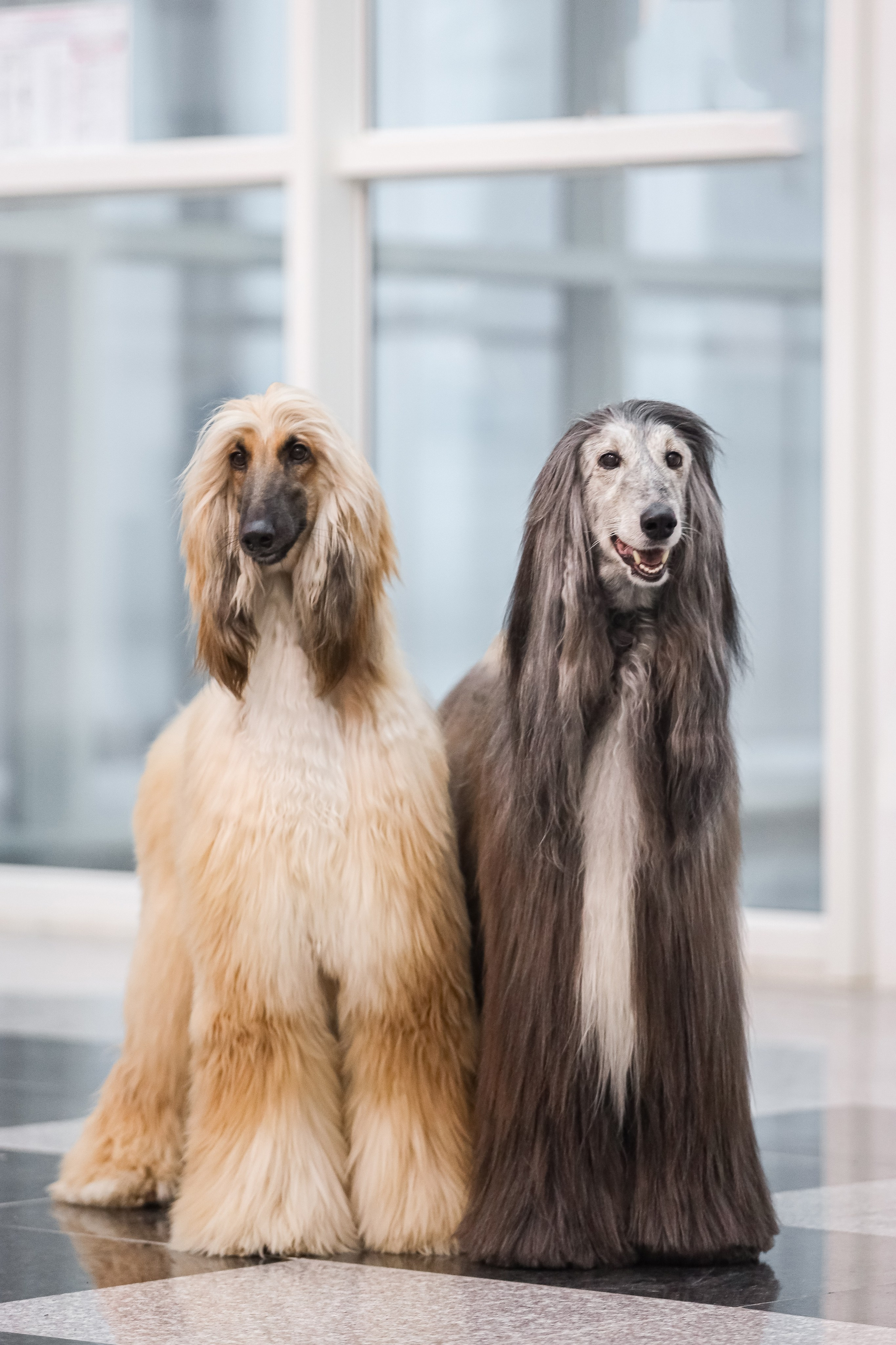 Международная выставка собак СACIB FCI 29-30.11.2025. Галерея фотографий афганской борзой