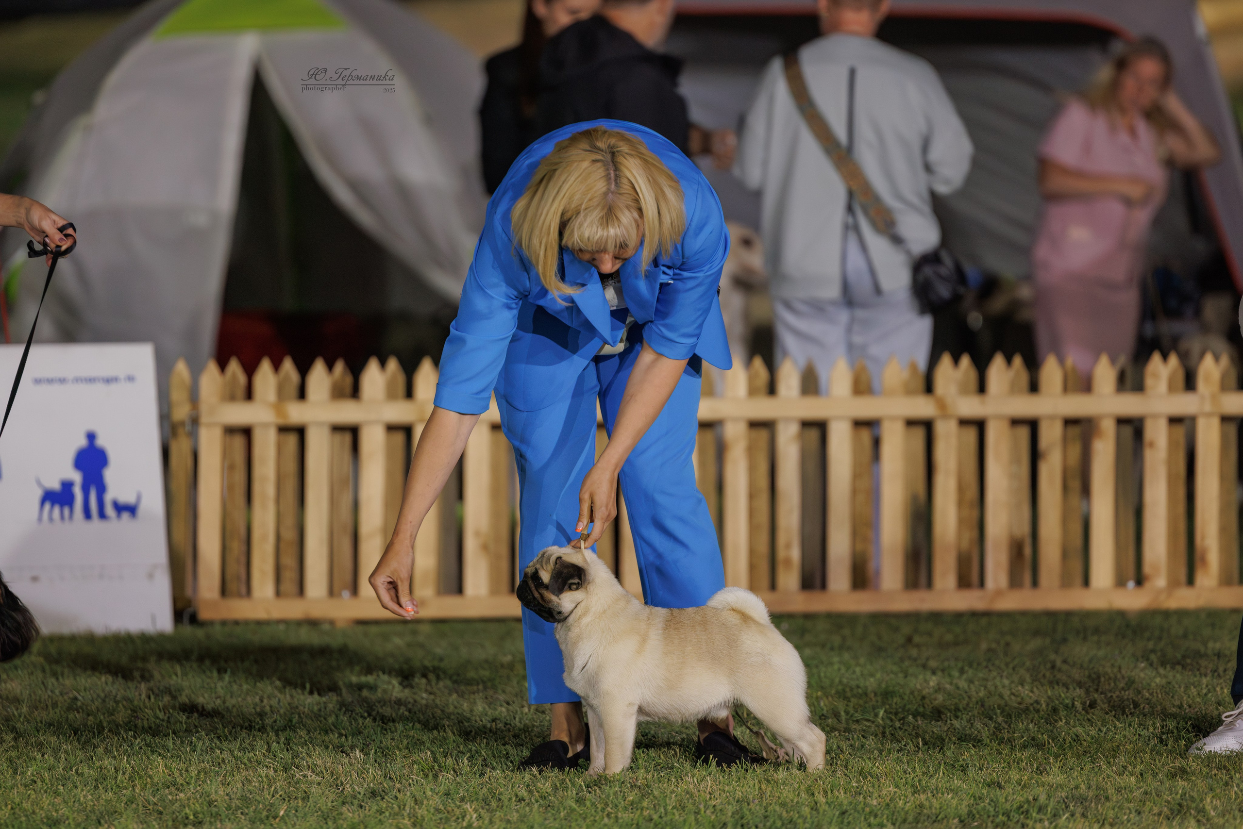 Ереван 3хCACIB 23-25.06.2025. Фотограф-анималист Юлия Германика