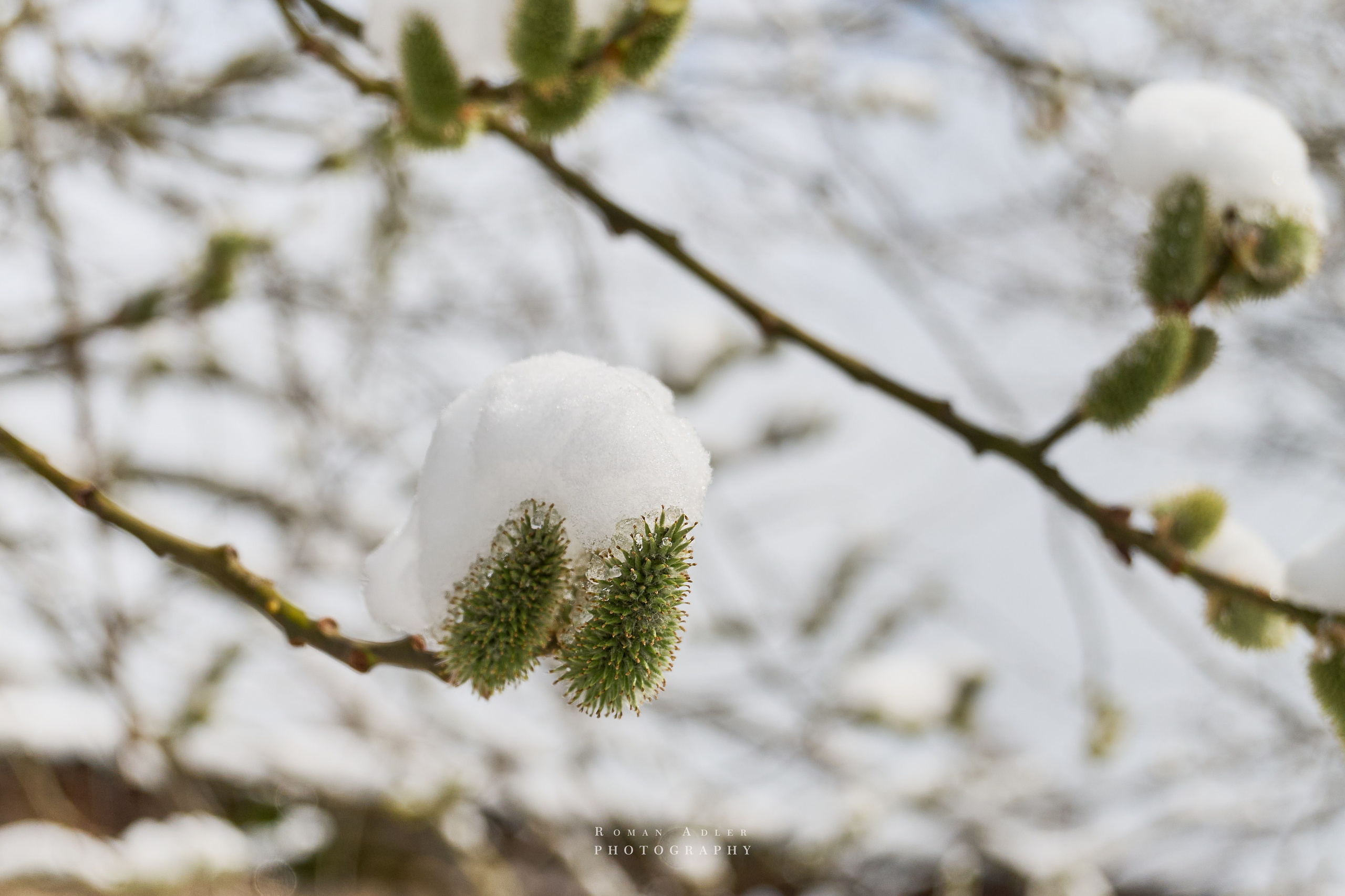 Апрельский снег. Москва 2025. Фотограф Роман Адлер