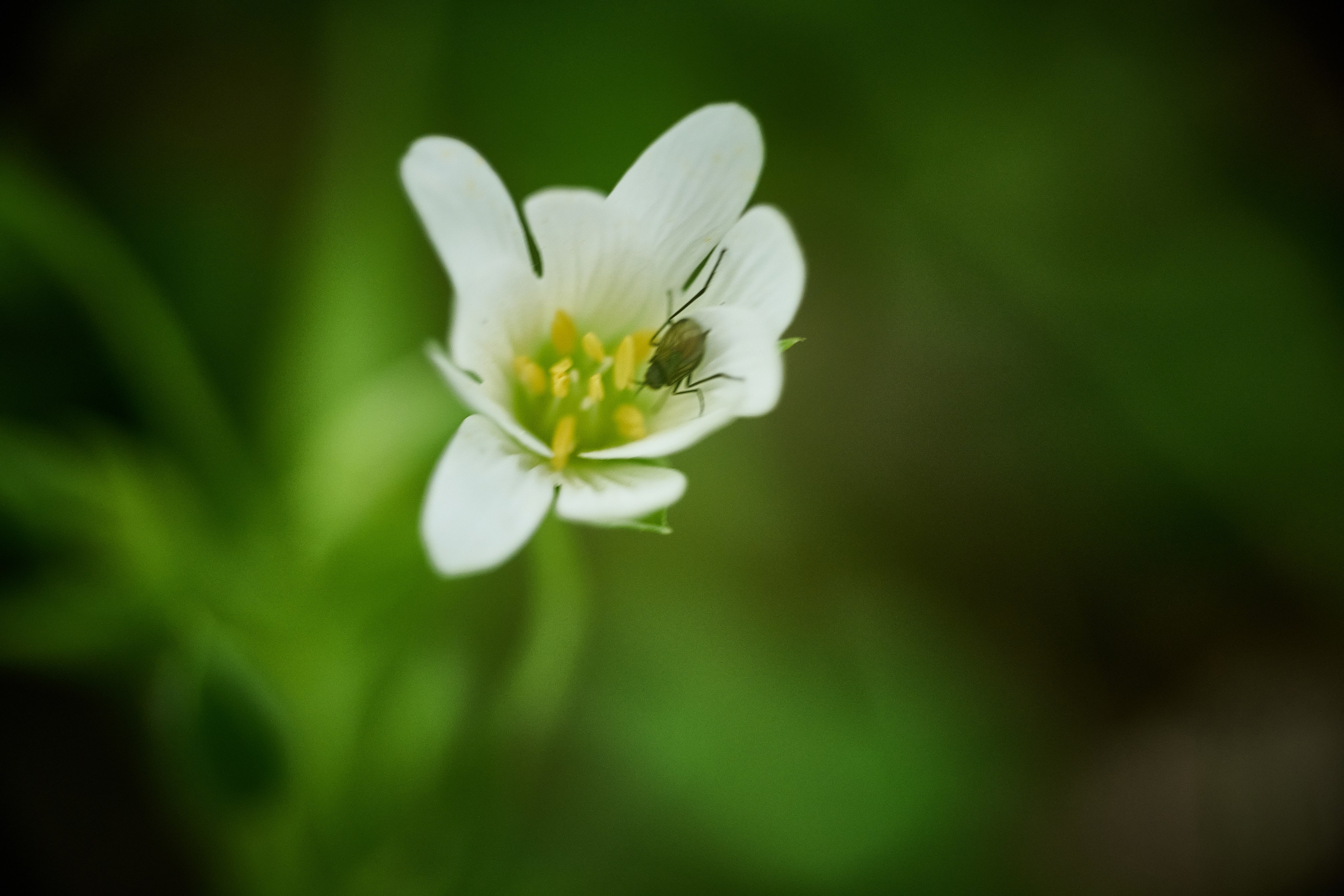 Фотографии весенних цветов. Фотограф Роман Адлер. Фотограф Роман Адлер
