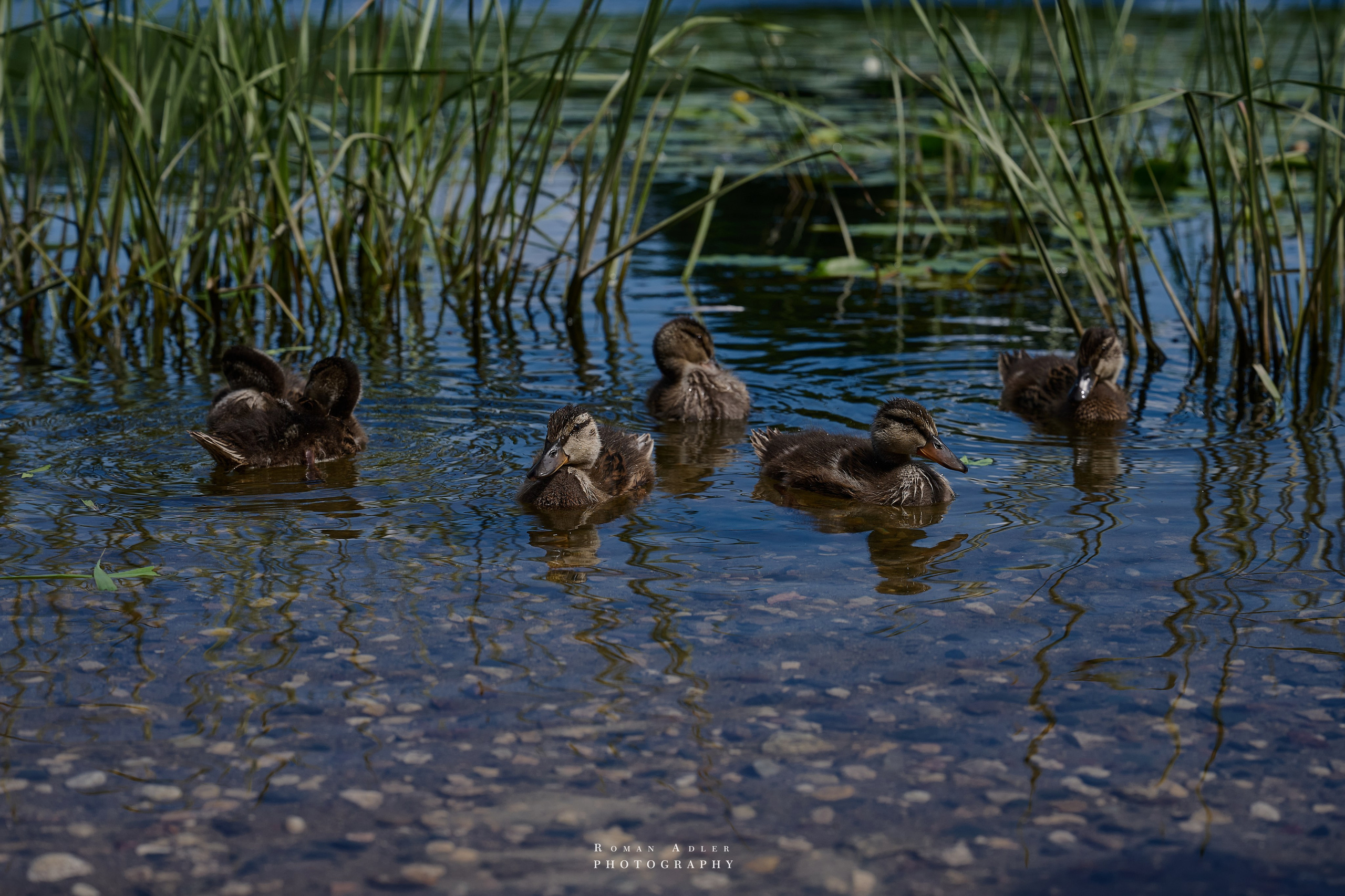 Суздаль. Июнь 2025. Фотограф Роман Адлер