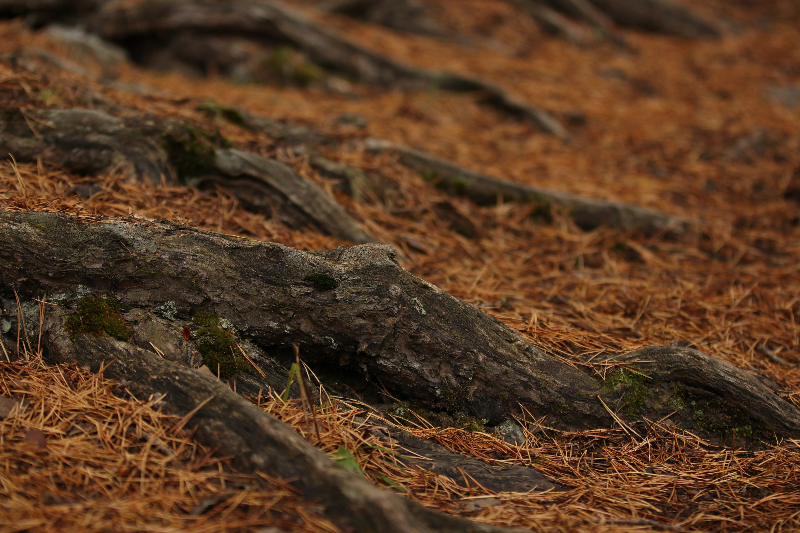 Приэльбрусье. Сентябрь 2024. Путешественник-фотограф из Санкт-Петербурга Татьяна Свистулина