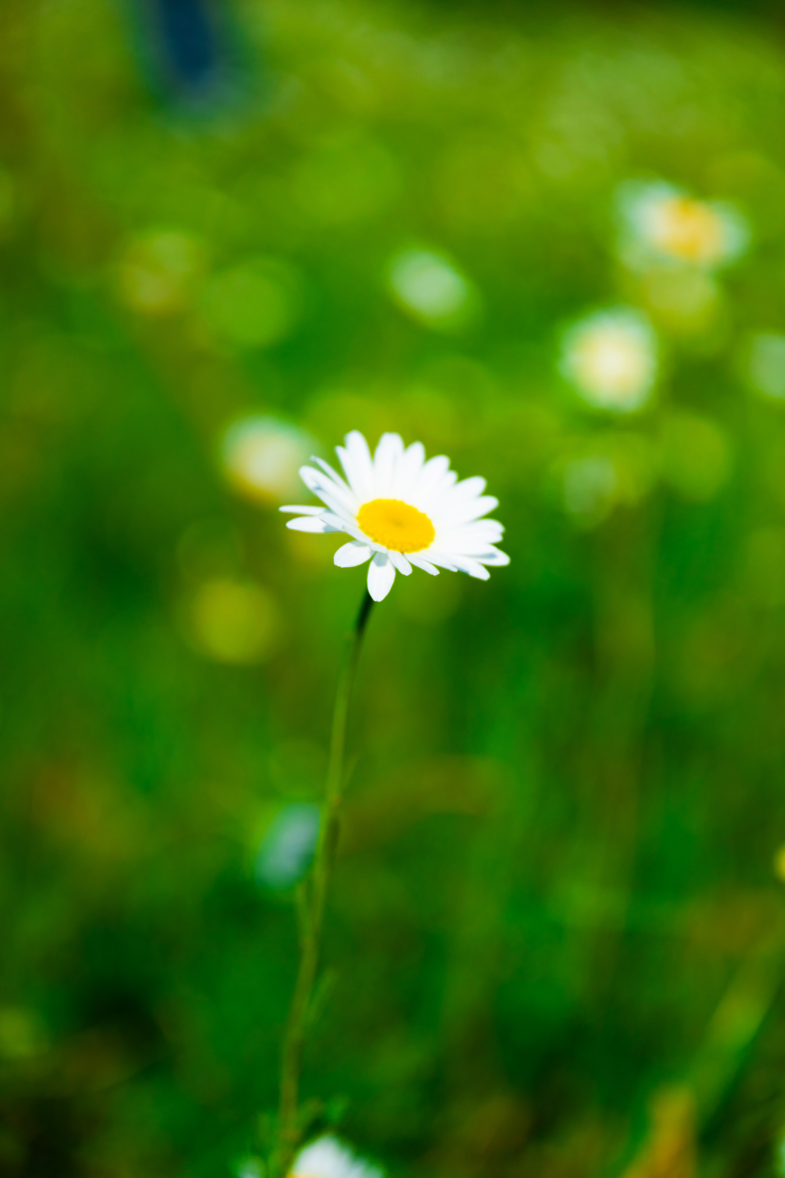 Выездные и прогулочные фотосессии. Морские, Street. Студийный и свадебный фотограф и видеограф в Севастополе — Юлия Макаренко