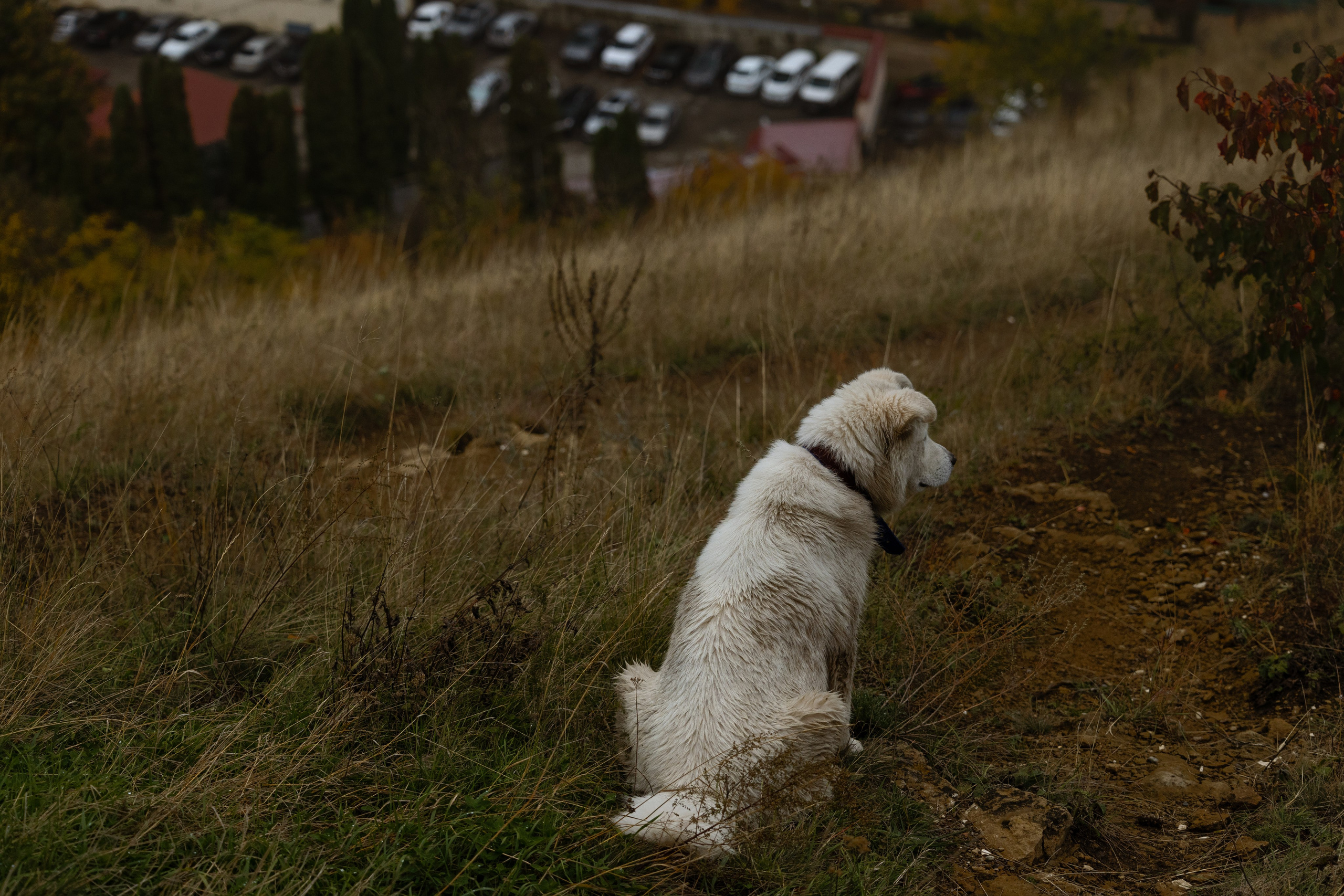 Кисловодск. Портретный и уличный фотограф в Москве Таня Корнеева