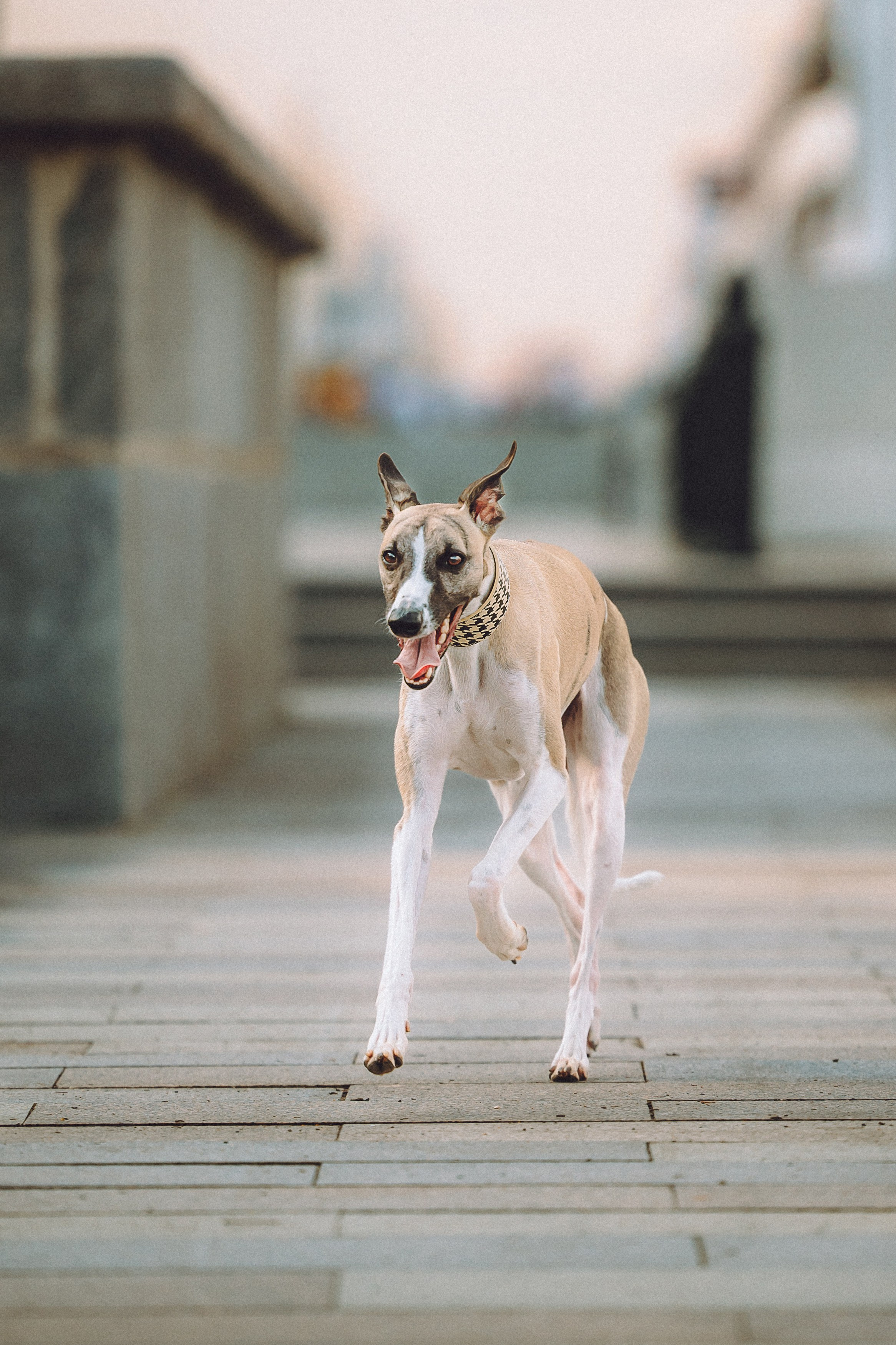 Ирина, Илья и Рик