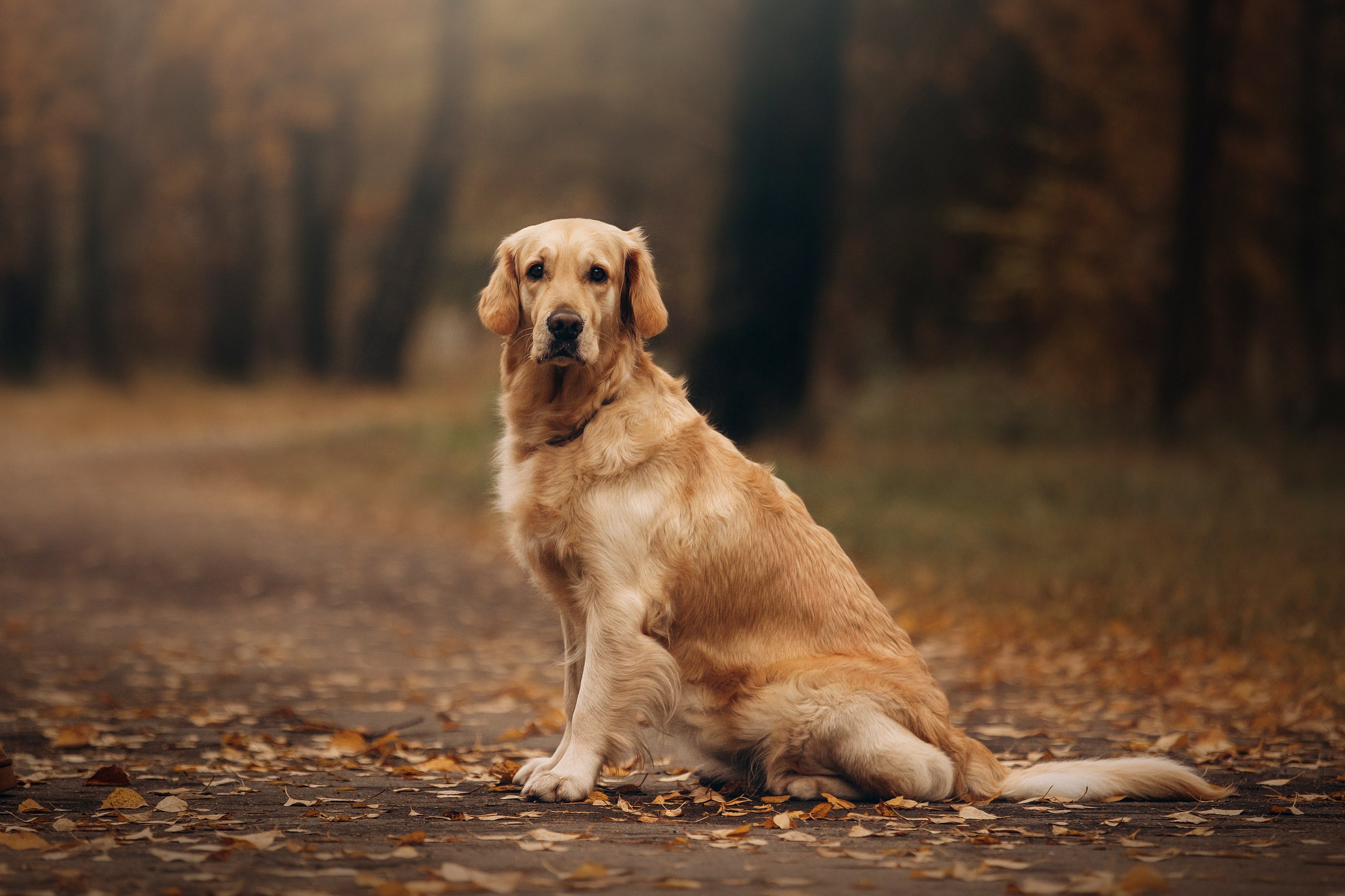 Марина и Чили. Фотограф — Анималист | Санкт-Петербург