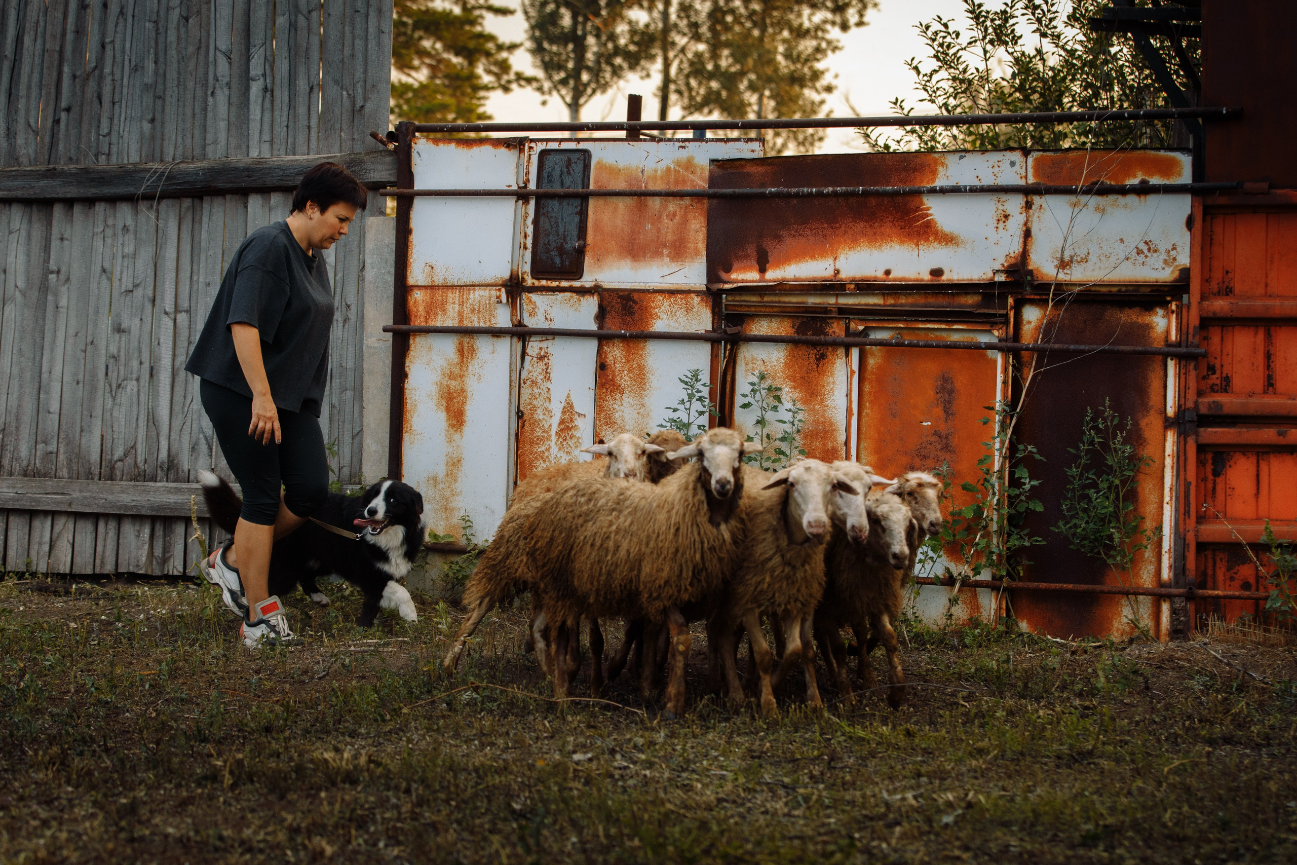 Овечий день. О нас
