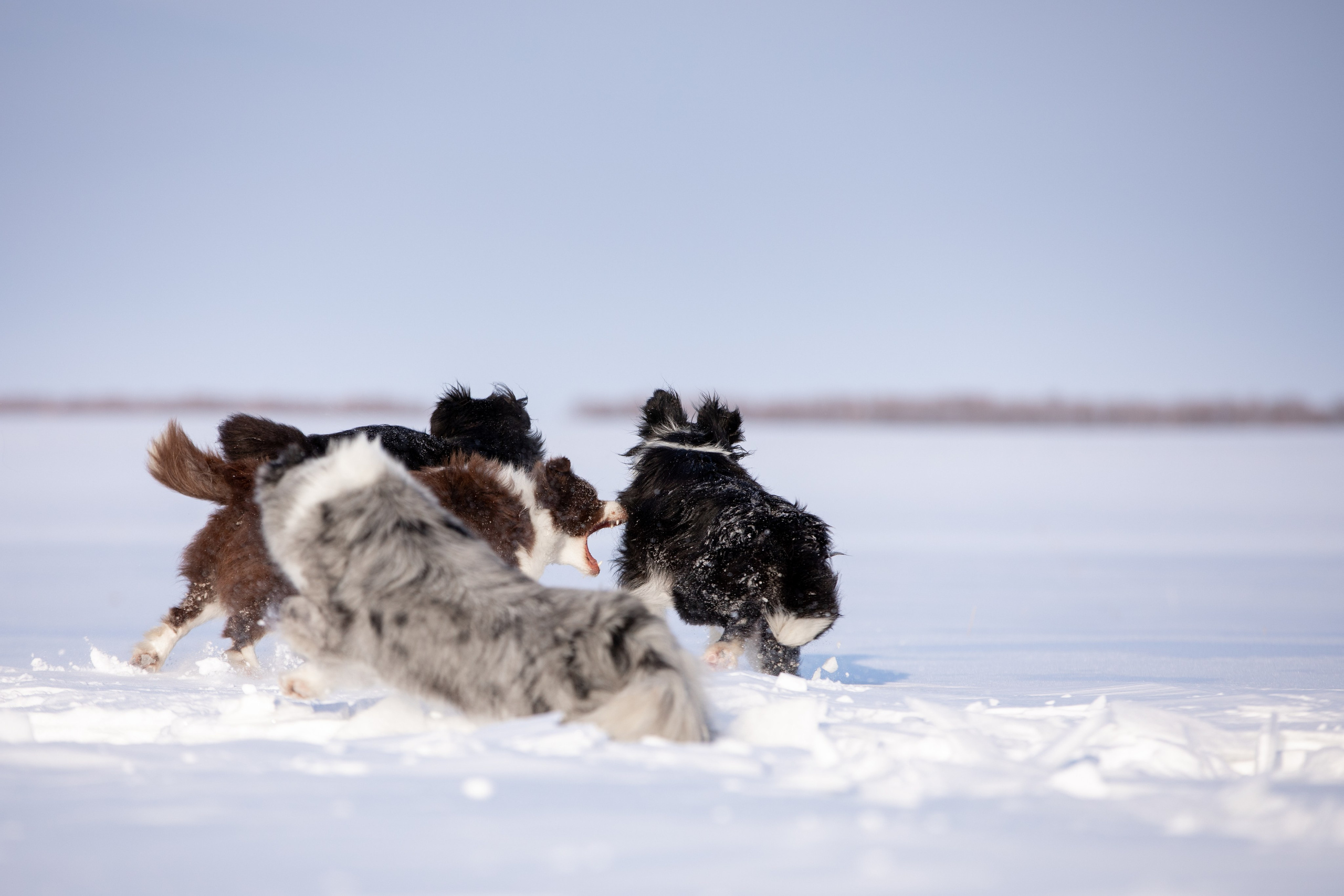 Мороз и солнце. О нас