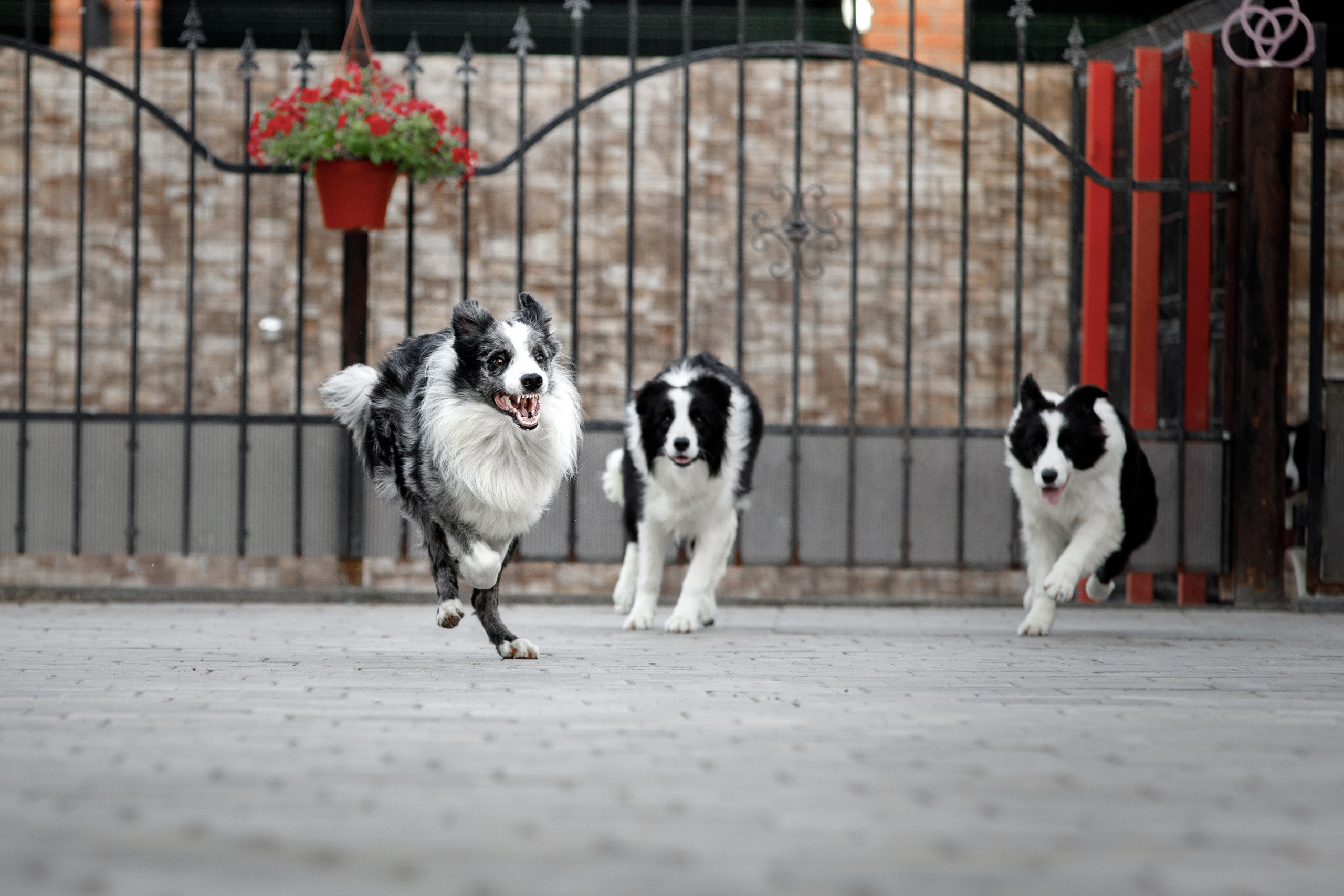 Болтовня в саду. О нас