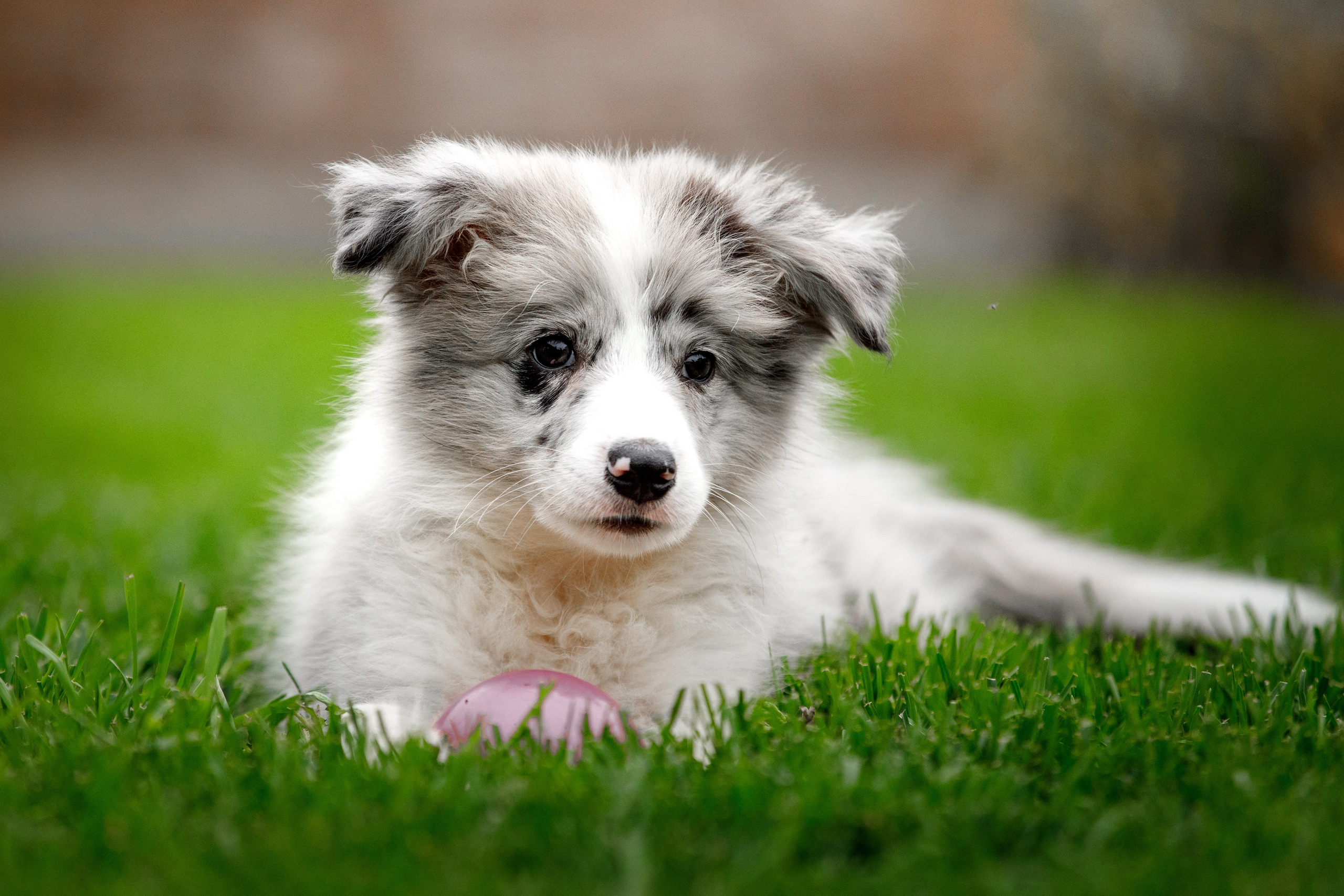 Болтовня в саду. О нас