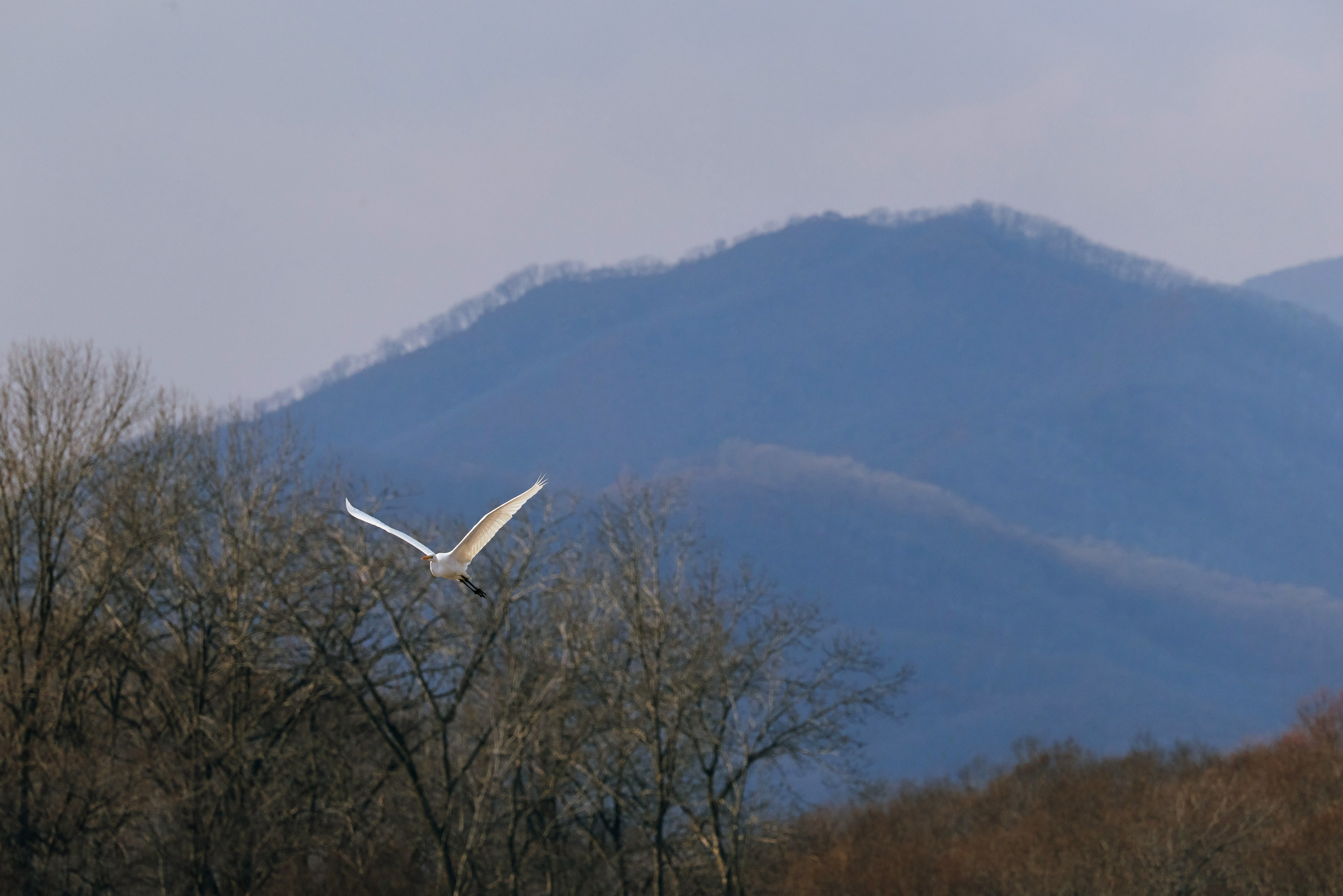 Белая птица летит на фоне зимних сопок
