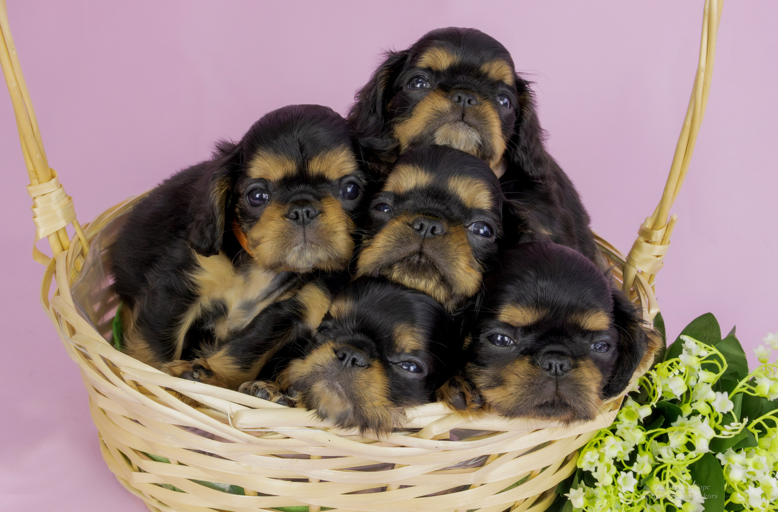 Студия. Главная