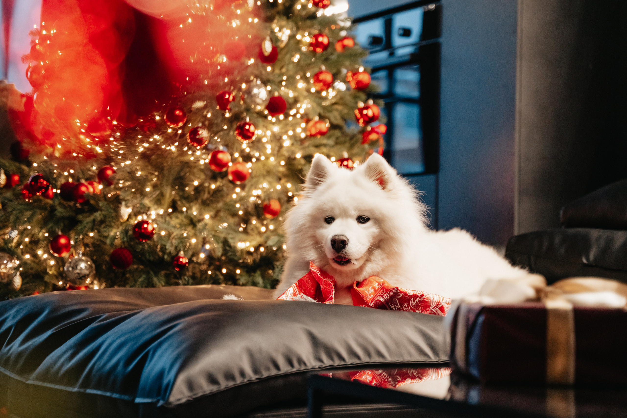 Съемка с животными. Питерский фотограф Светлана Ковалева