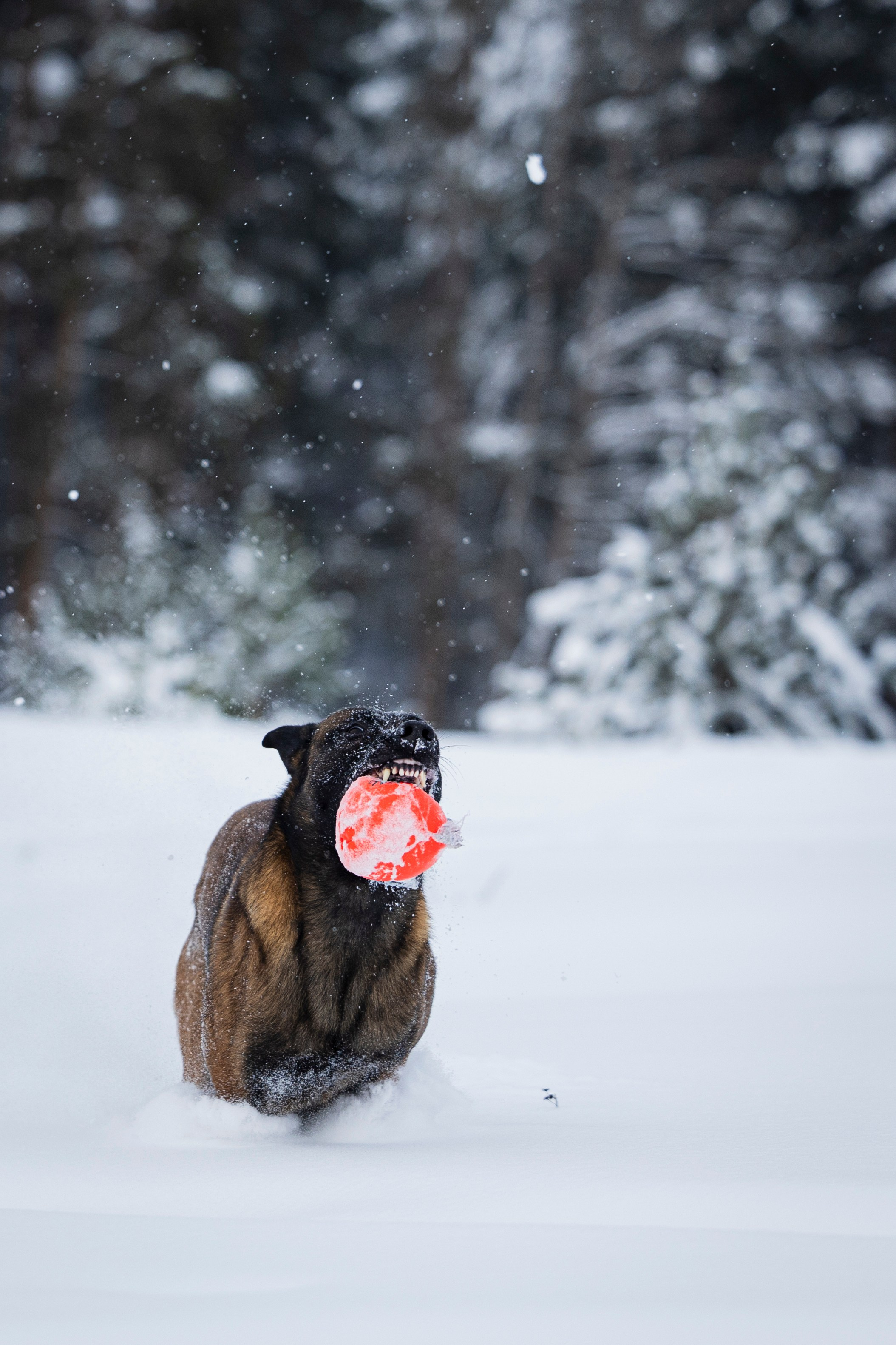 Рики. Фотограф-анималист Анна Маринич