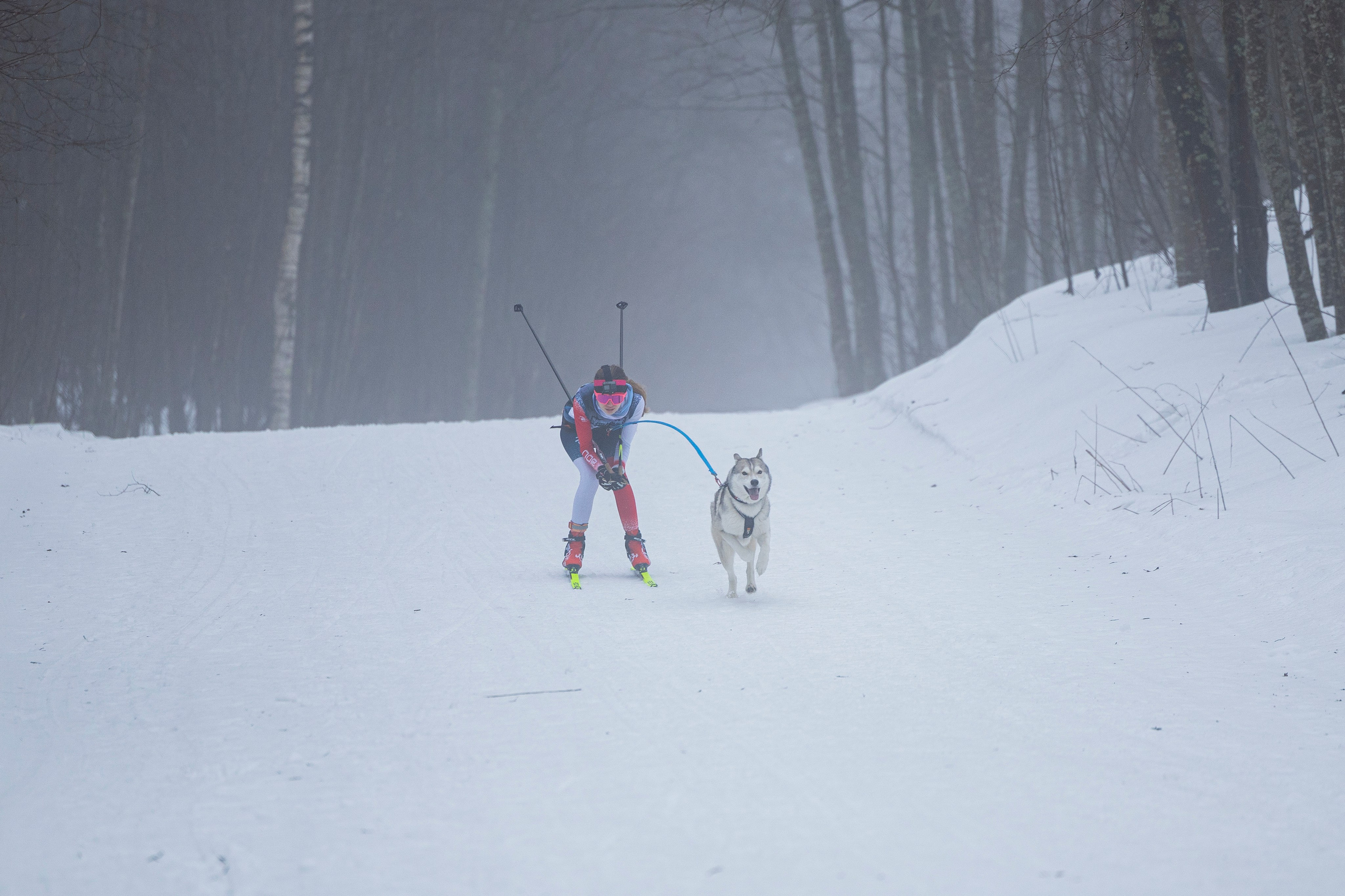 Зимний Чемпионат Санкт-Петербурга по ездовому спорту. Фотограф-анималист Анна Маринич
