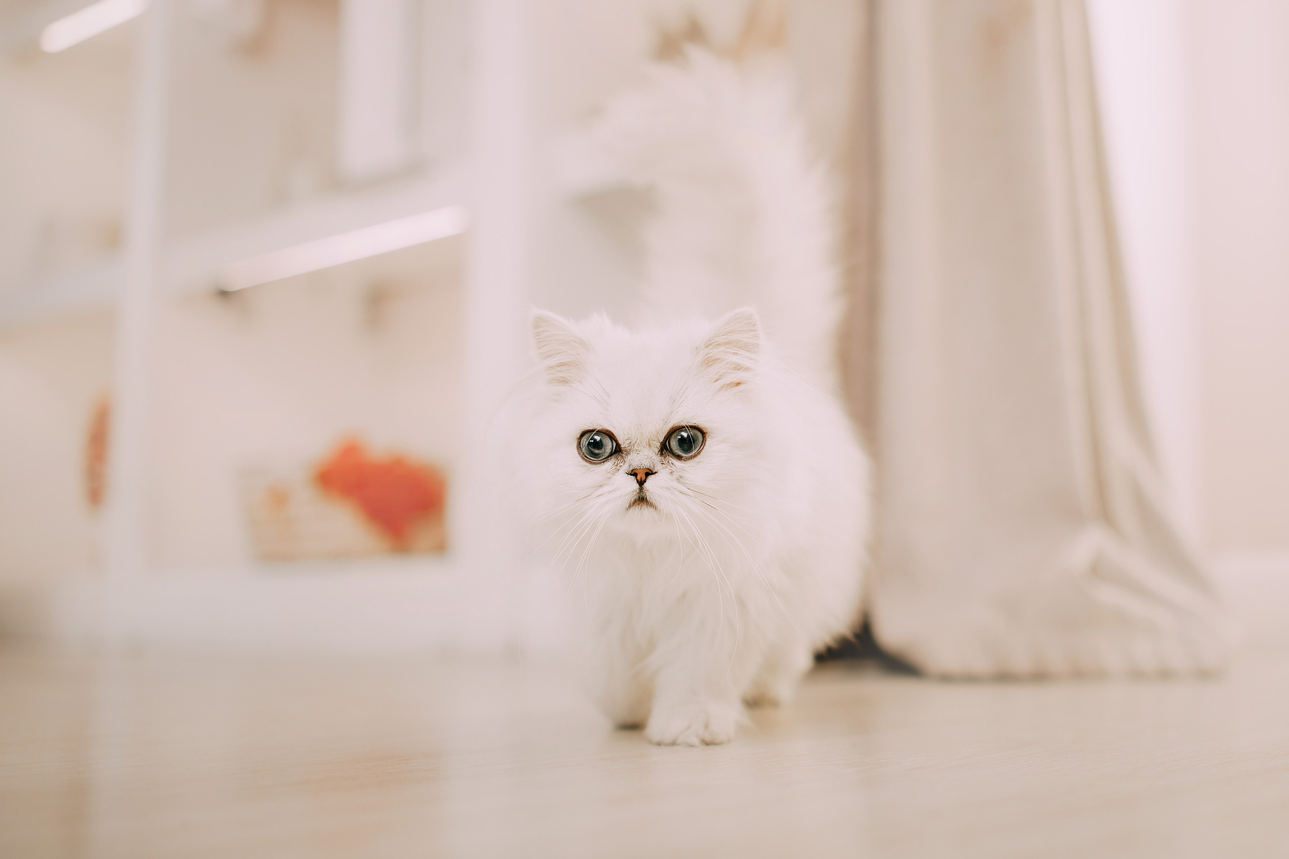 Султан, Мэй Мэй и Шанталь и их семья