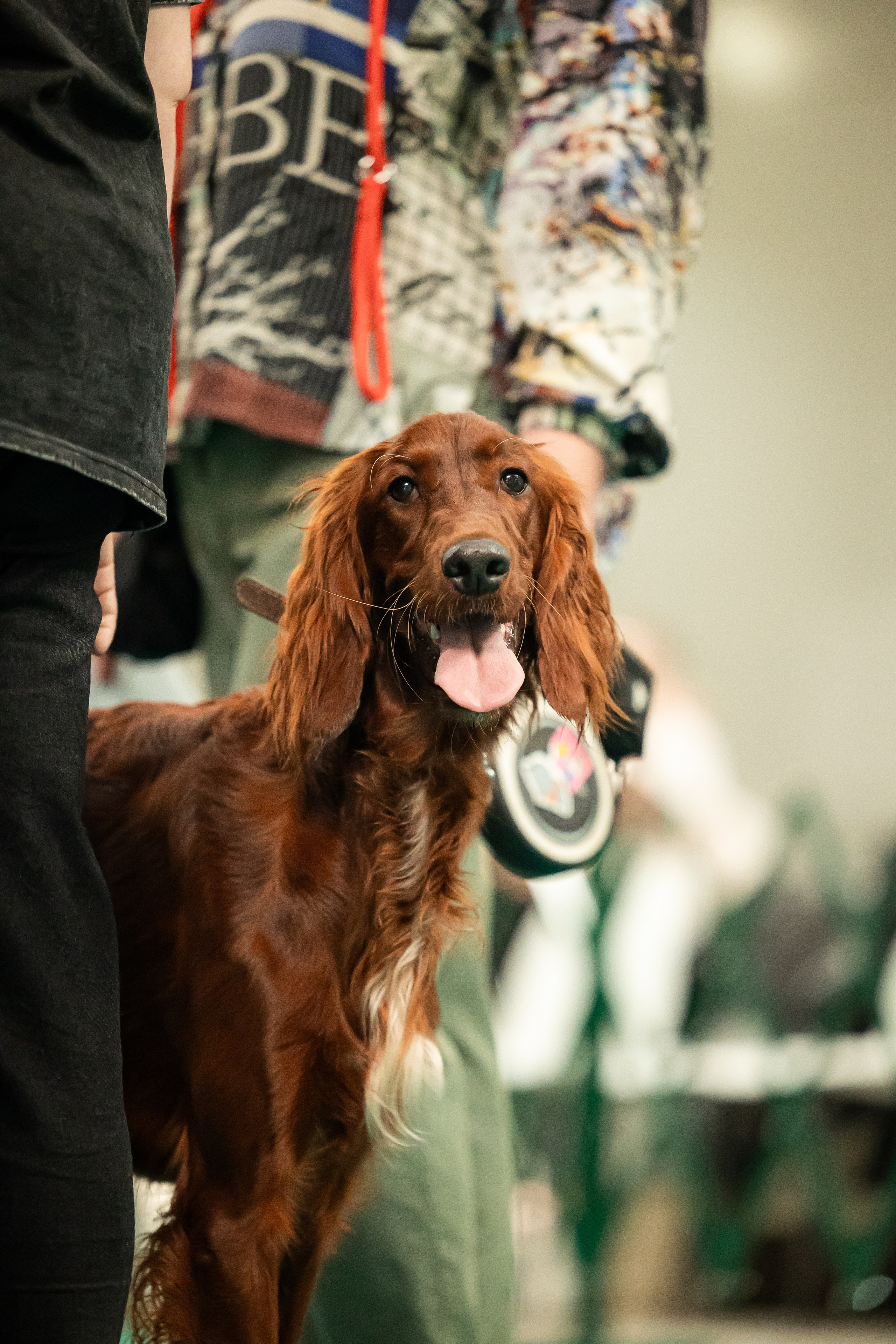 Выставка сеттеров 19.05.24