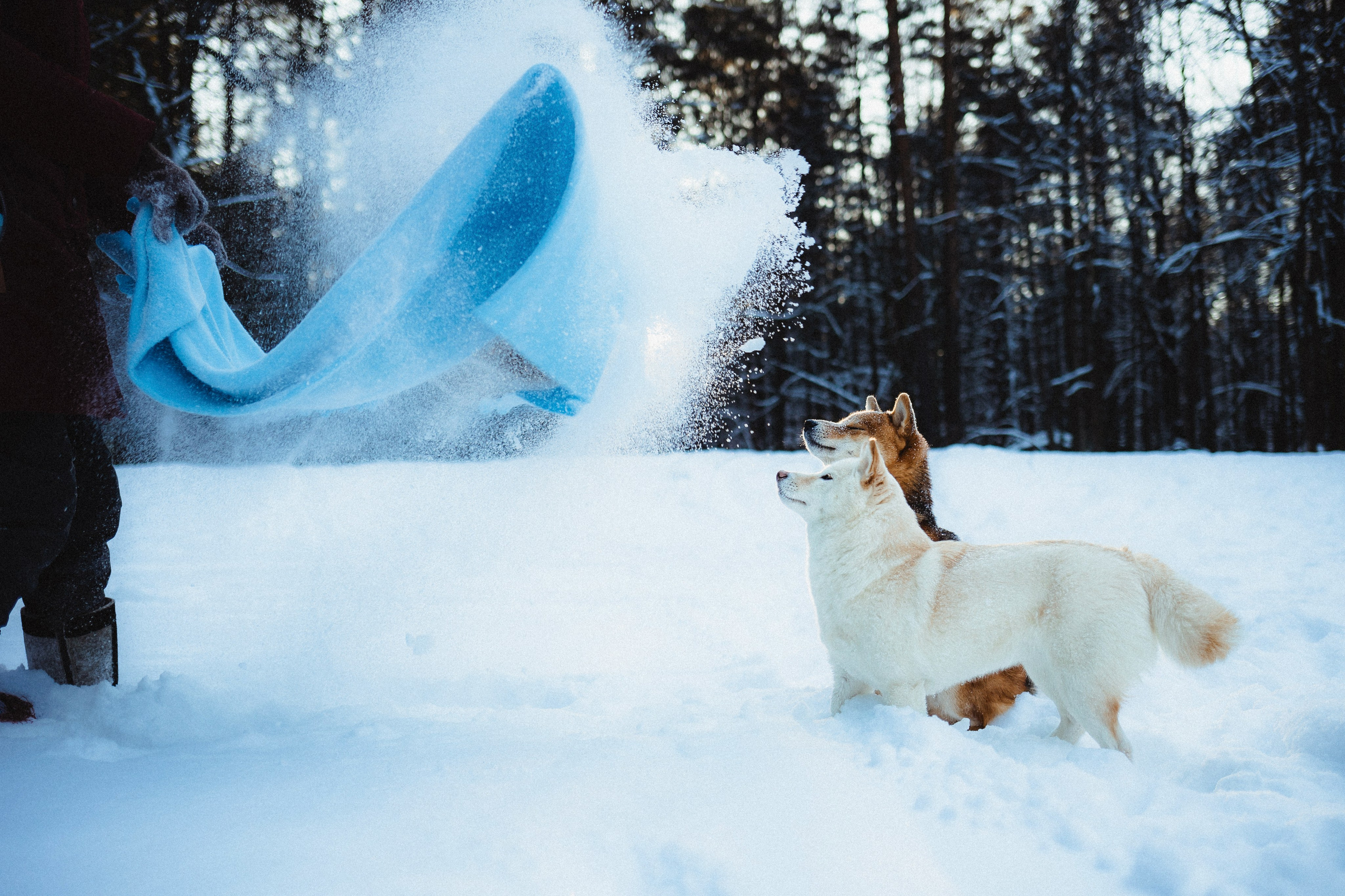 Шед, Цири и Ира