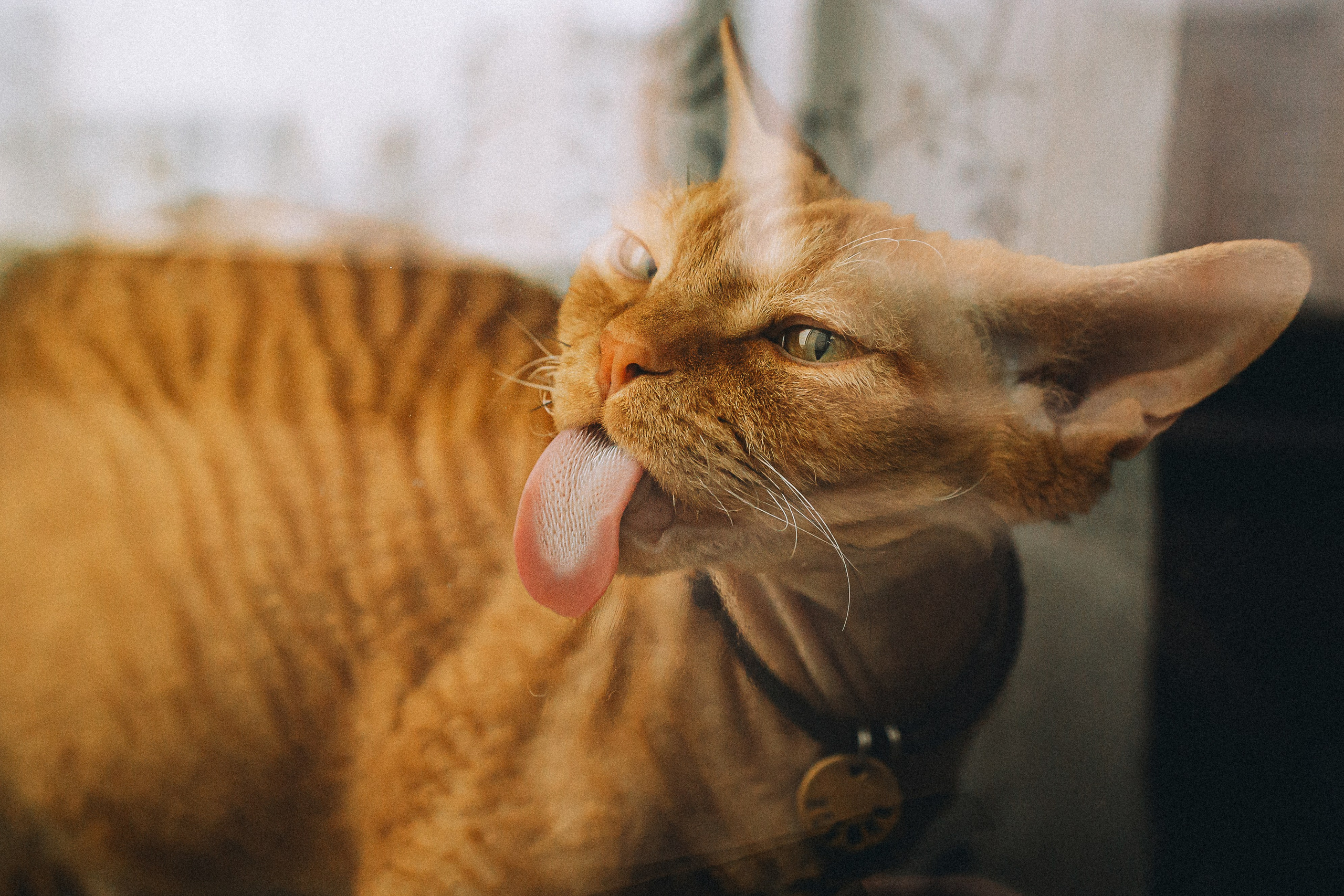 Гречка, Ковш и их семья