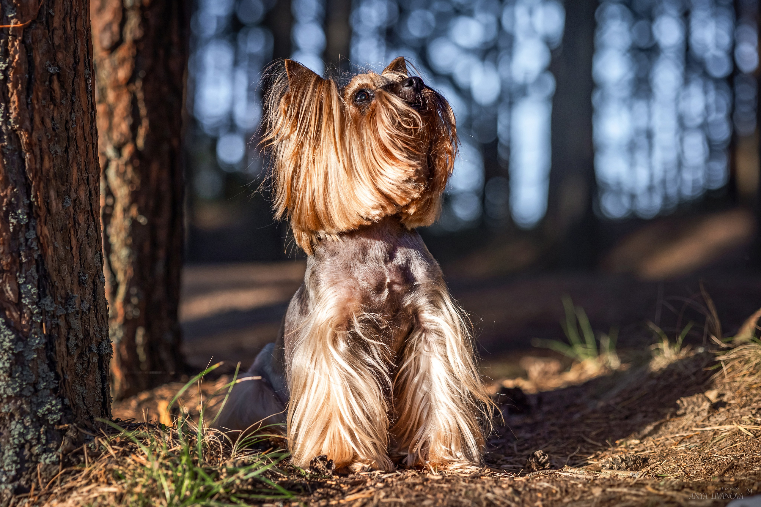 Катя и йорки. Фотограф анималист Аня Ливанова | Рыбинск