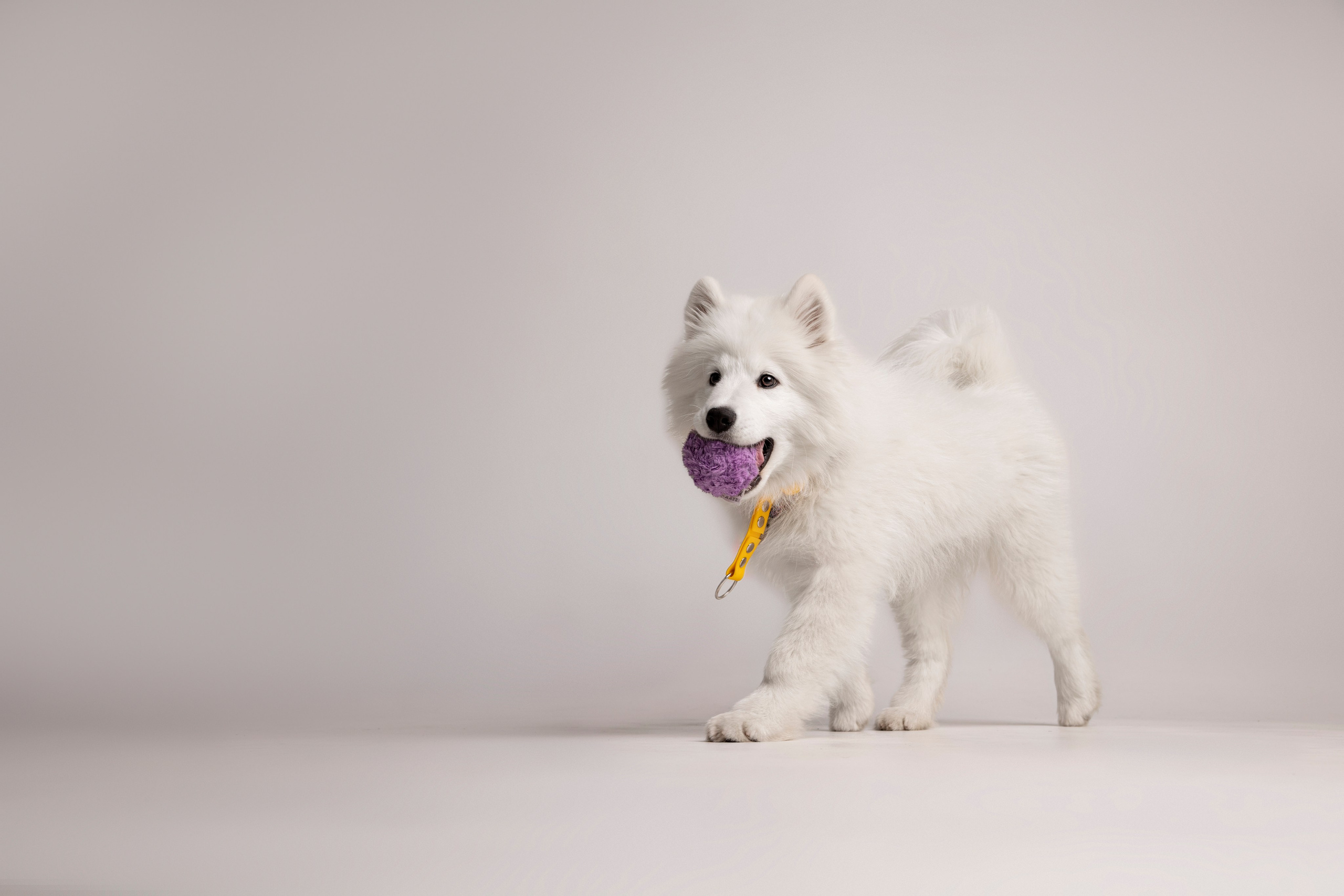 Кая и Даяна. Фотограф анималист в Москве Майорова Евгения