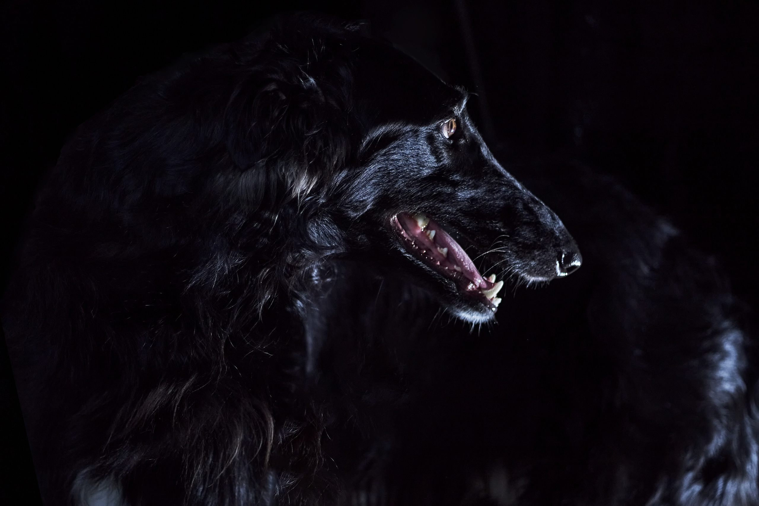 Фотосессия с животными. Фотограф анималист — Тула, Москва