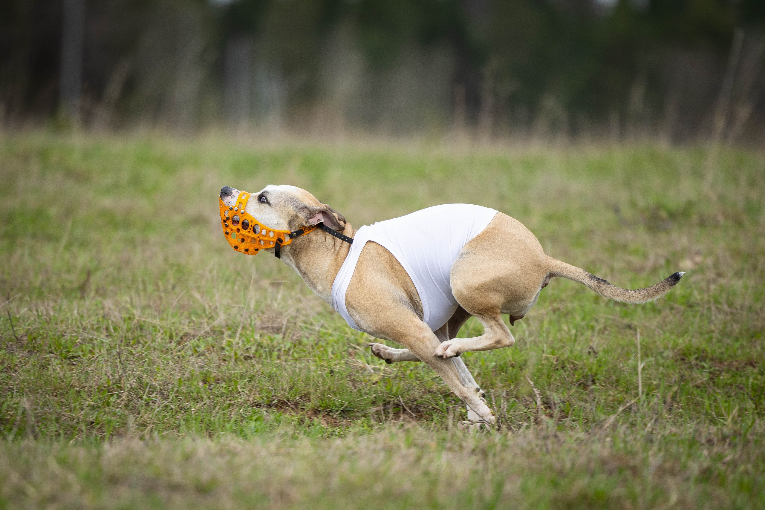 Курсинг. Фотограф Анималист в Перми Анастасия Остерман
