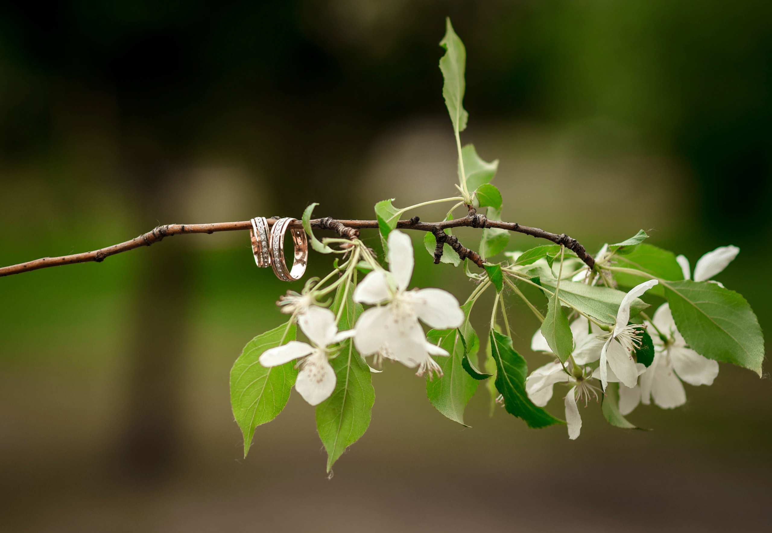 Цветущий май. Свадебная прогулка Андрея и Светланы. Свадебный, семейный, детский, контент фотограф в Омске Максим Ильин