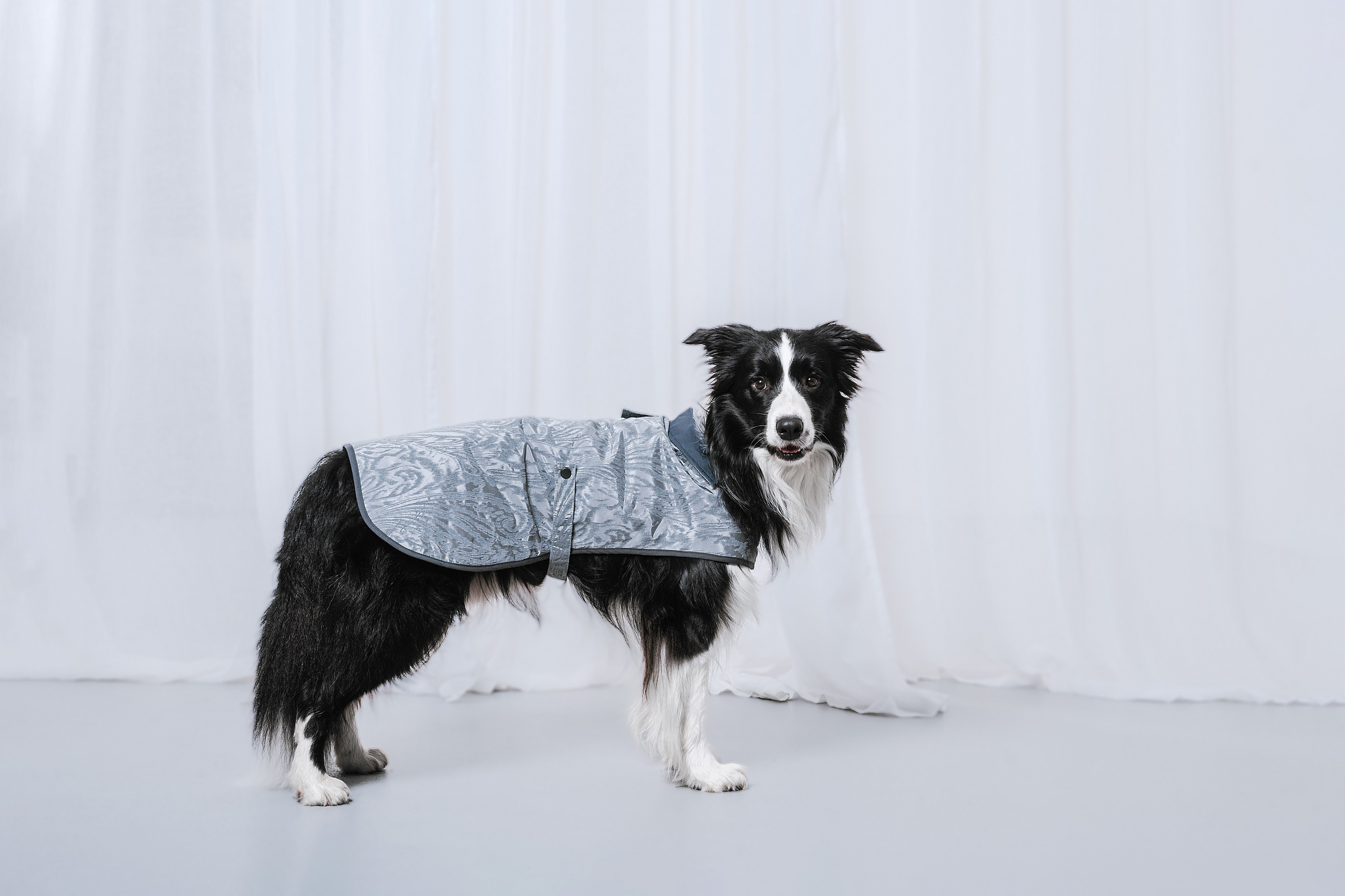 Съемка для бренда TEDDYBOY. Фотограф-анималист Татьяна Степанова