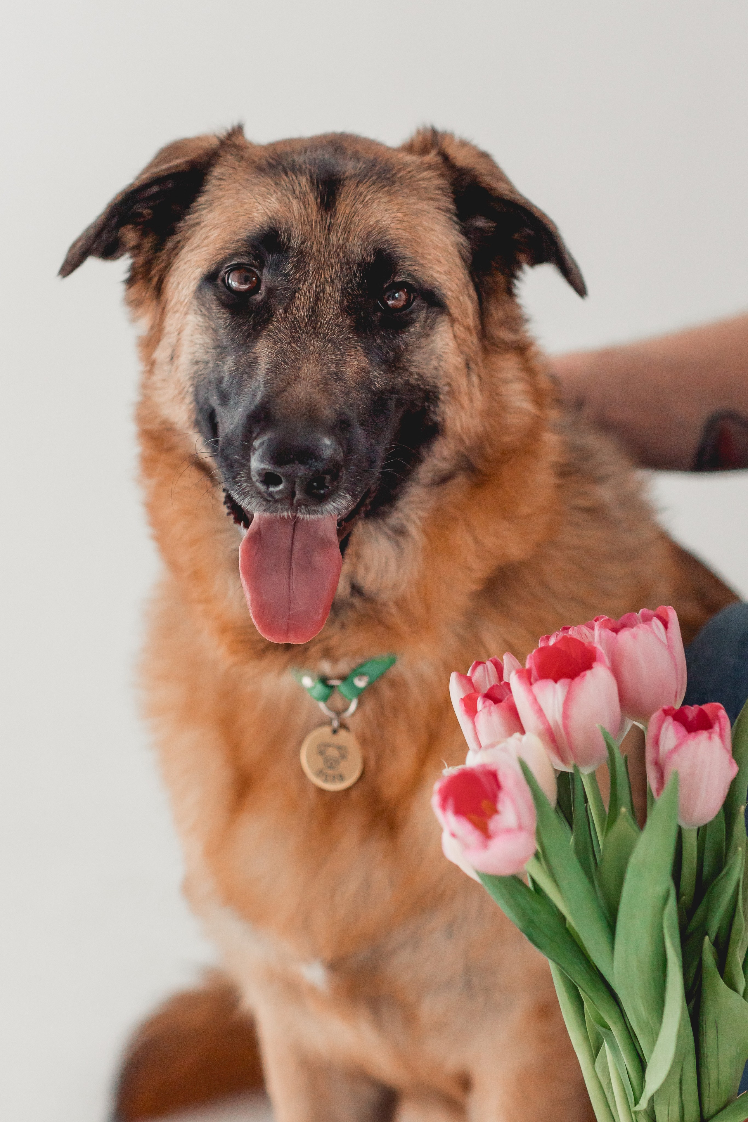 Игорь и Лора. Семейный фотограф анималист Мария Крючкова