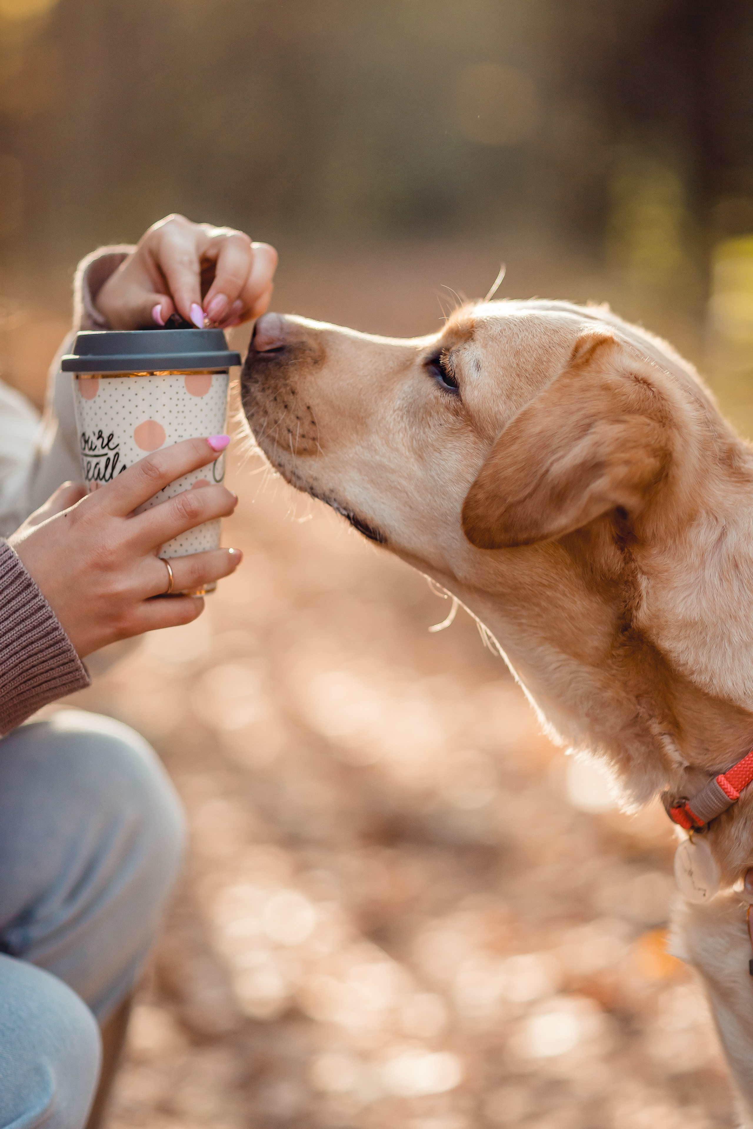 Наташа и Шани. Семейный фотограф анималист Мария Крючкова