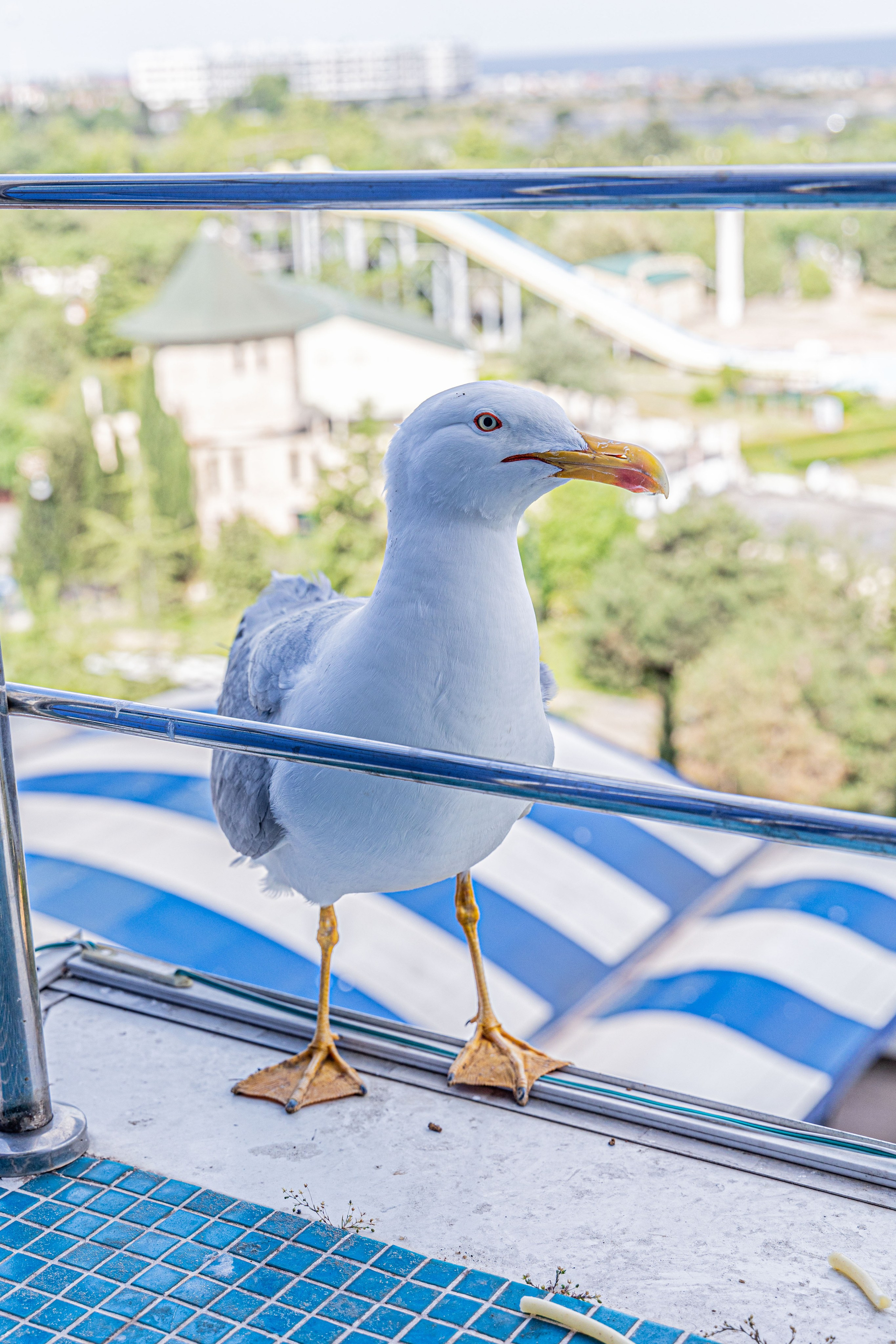 Фотограф Татьяна Марсуверских г. Жуковский, Москва и Мо. Репортажные съёмки, фотосессии,  фотограф анималист, фотосъёмка животных. Фотограф для маркетплейсов, фотоуслуги в Жуковском Татьяна Марсуверских